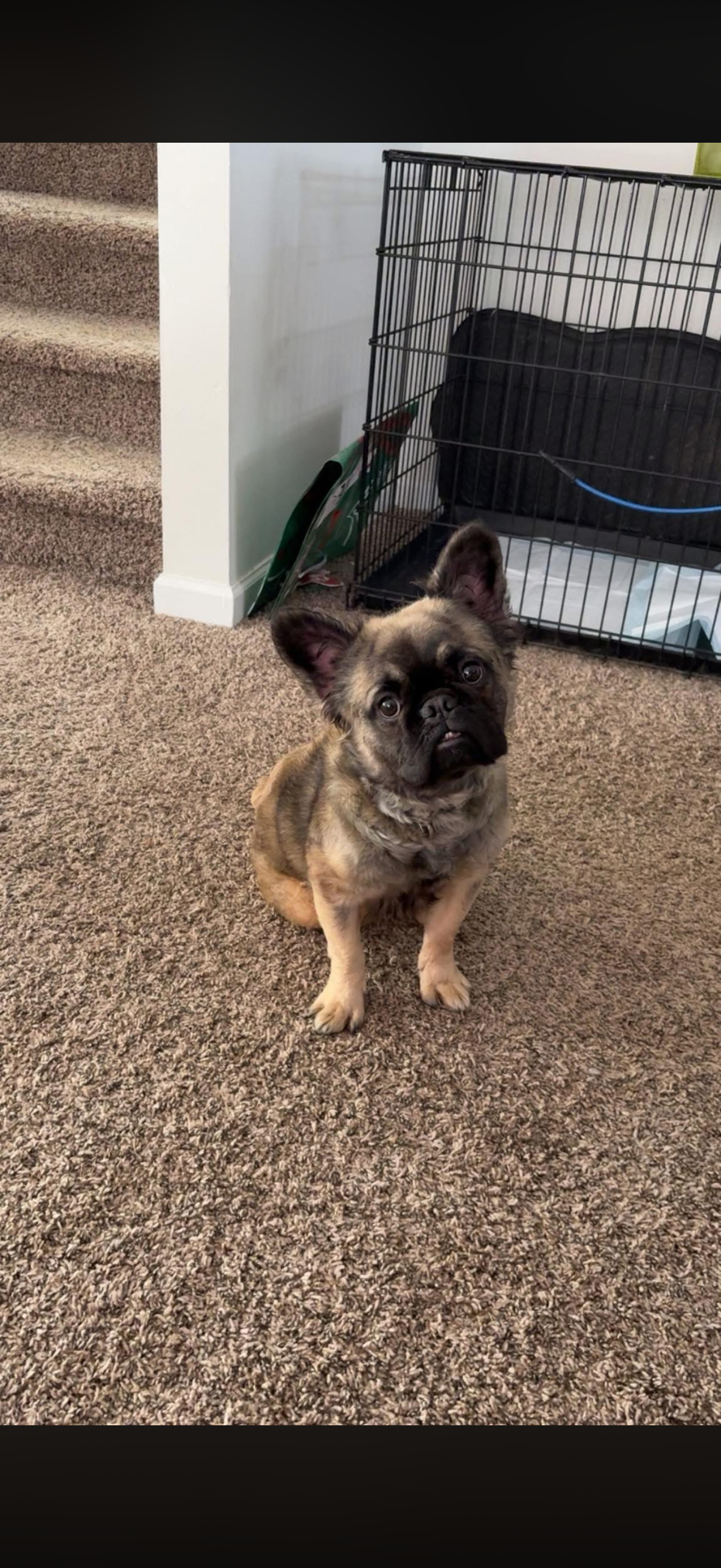 Max – French Bulldog puppy for sale in Madison Heights, VA