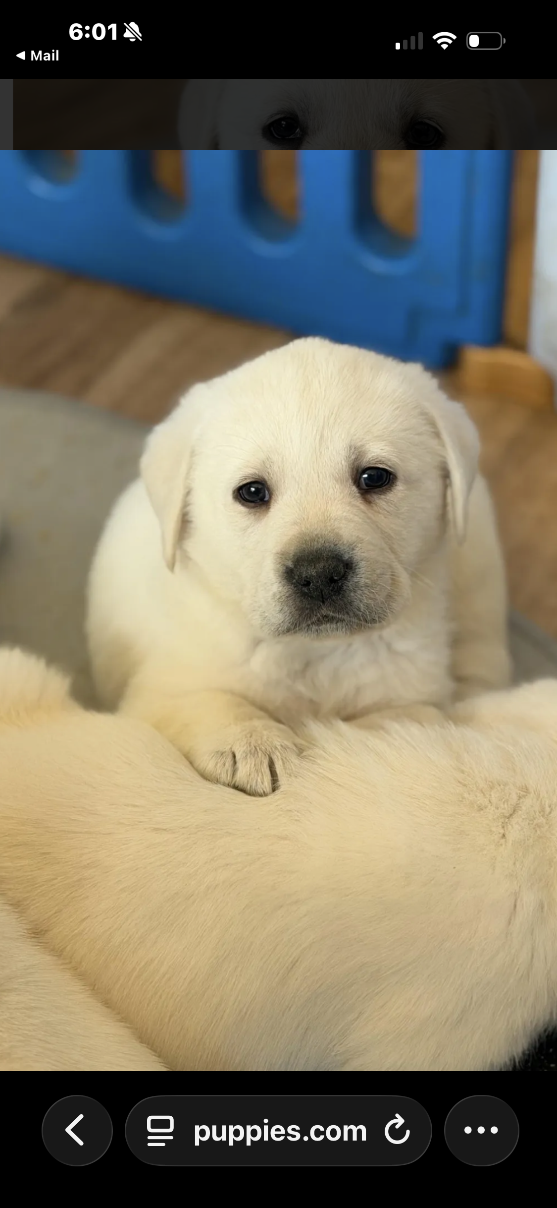 Duke – Labrador Retriever puppy for sale in Evansville, WI
