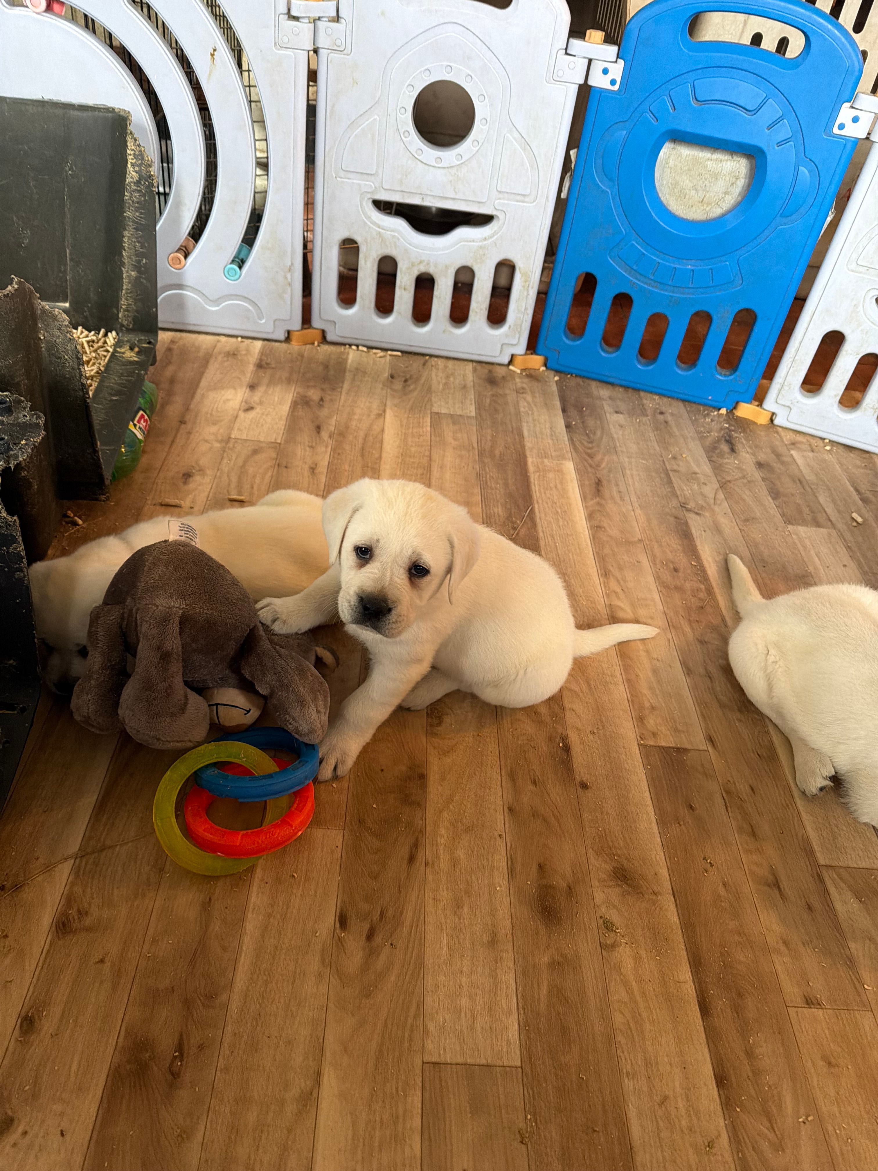 Ginger – Labrador Retriever puppy for sale in Evansville, WI