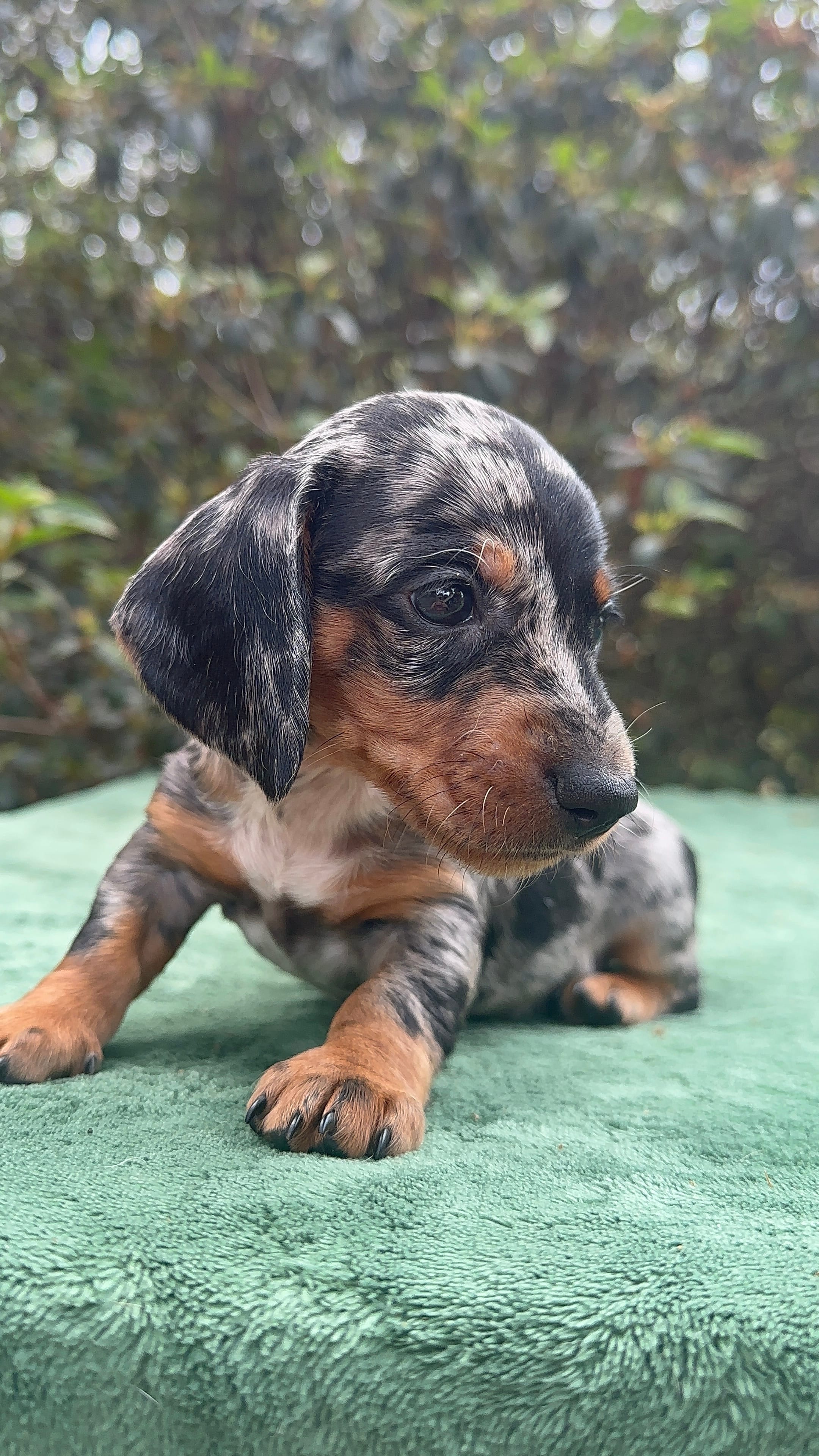 Harvey - Black and tan Dapple smooth coat – Miniature Dachshund puppy for sale in Ocala, FL