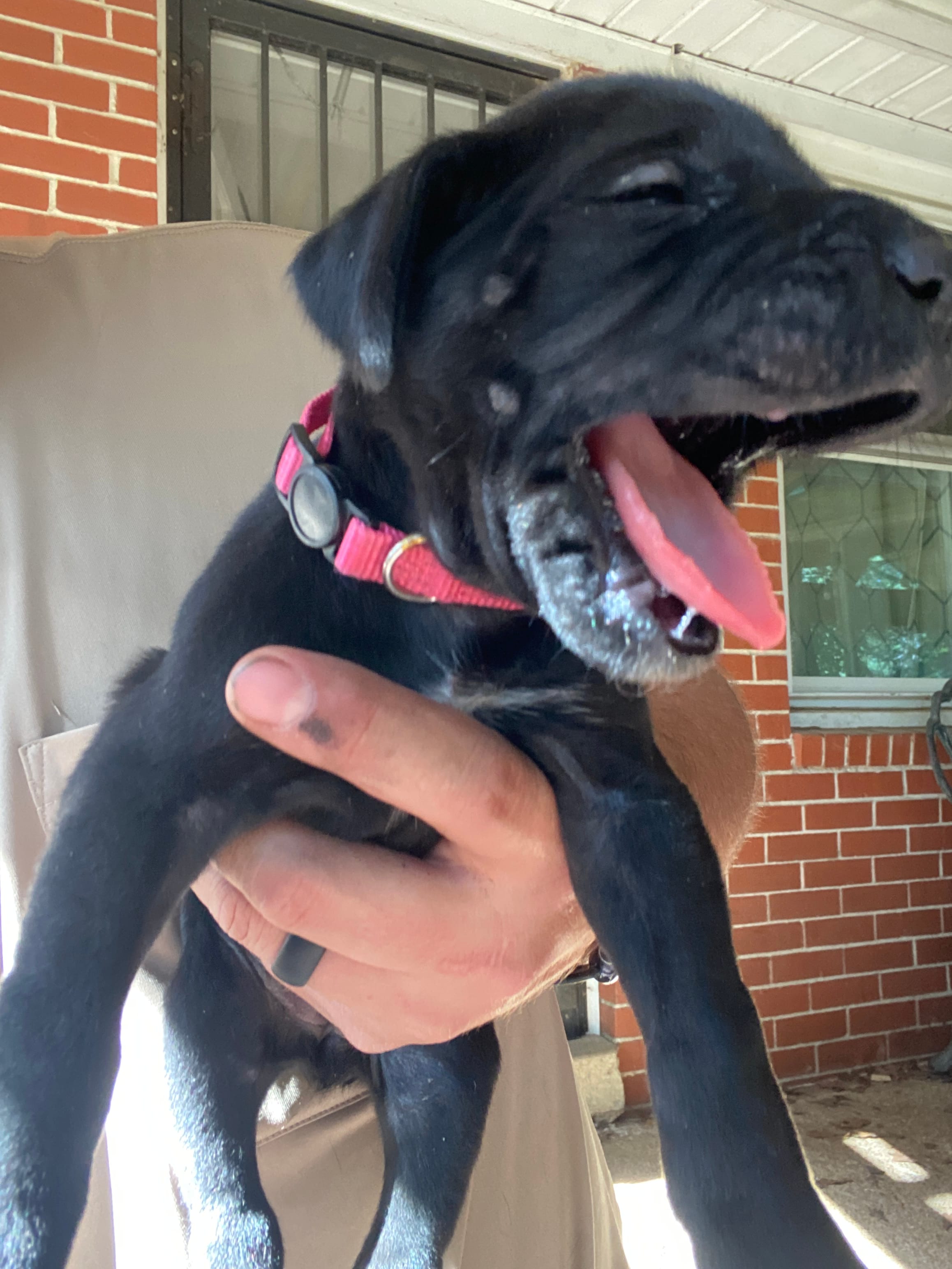 Pink – Great Dane puppy for sale in Milan, TN