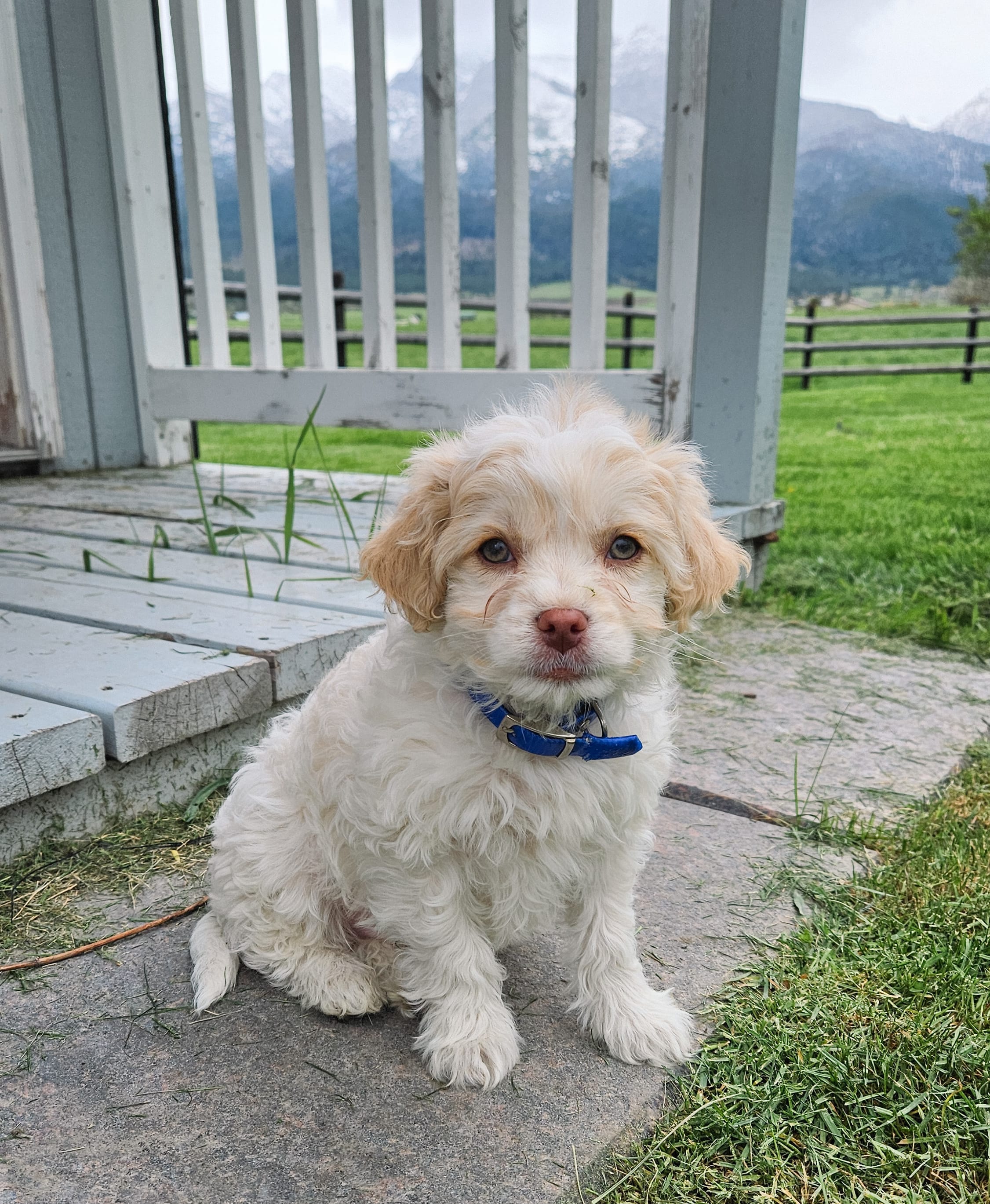 Benji – Cavapoo puppy for sale in Saint Ignatius, MT
