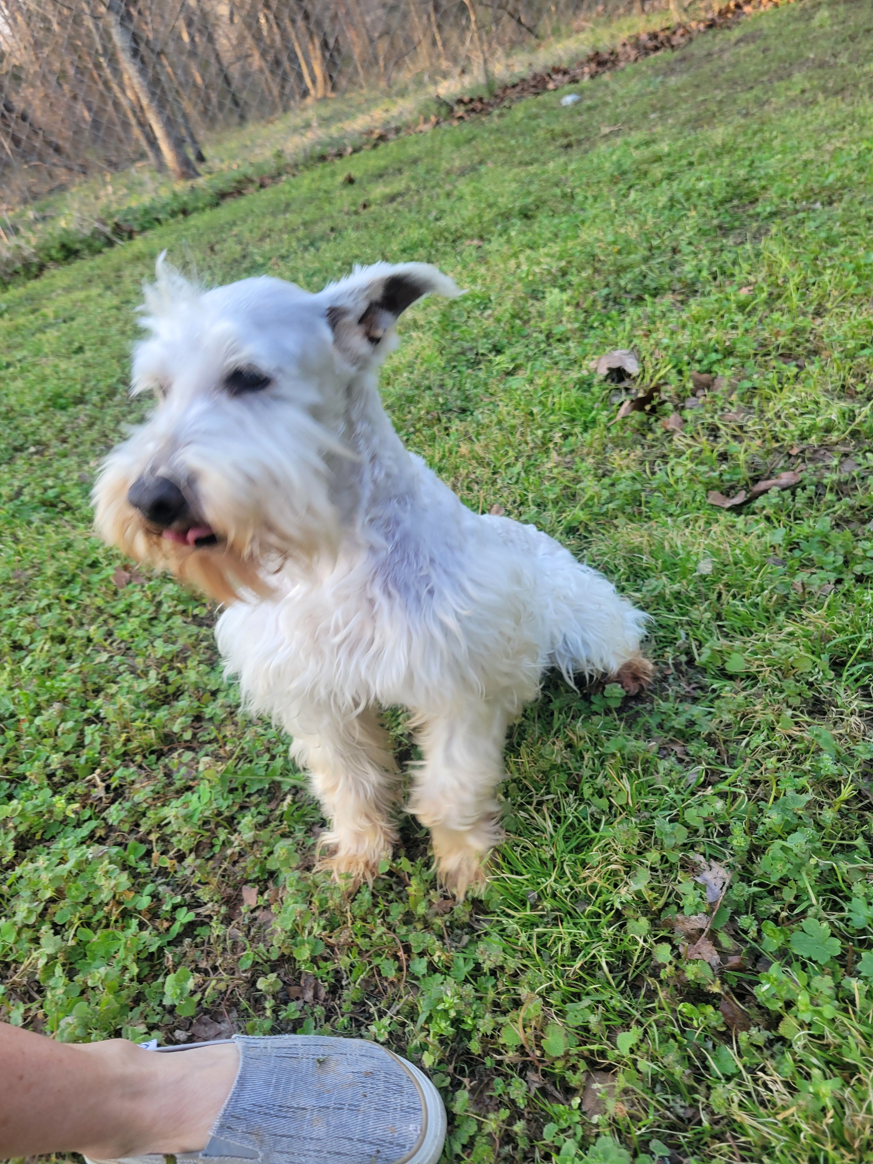 Willie – Miniature Schnauzer puppy for sale in Strafford, MO
