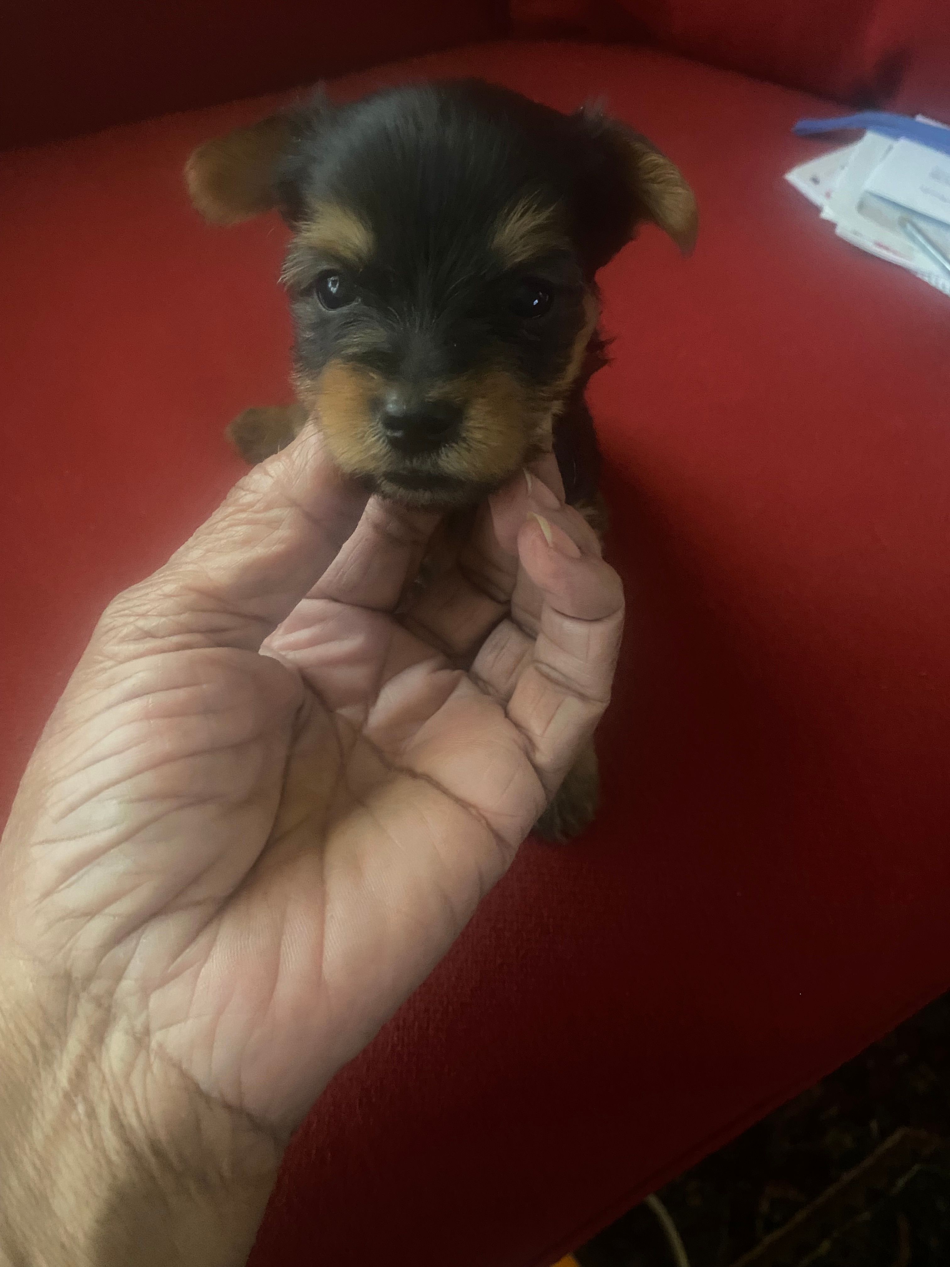 Jeff.     Gray ID – Yorkshire Terrier puppy for sale in Hyattsville, MD