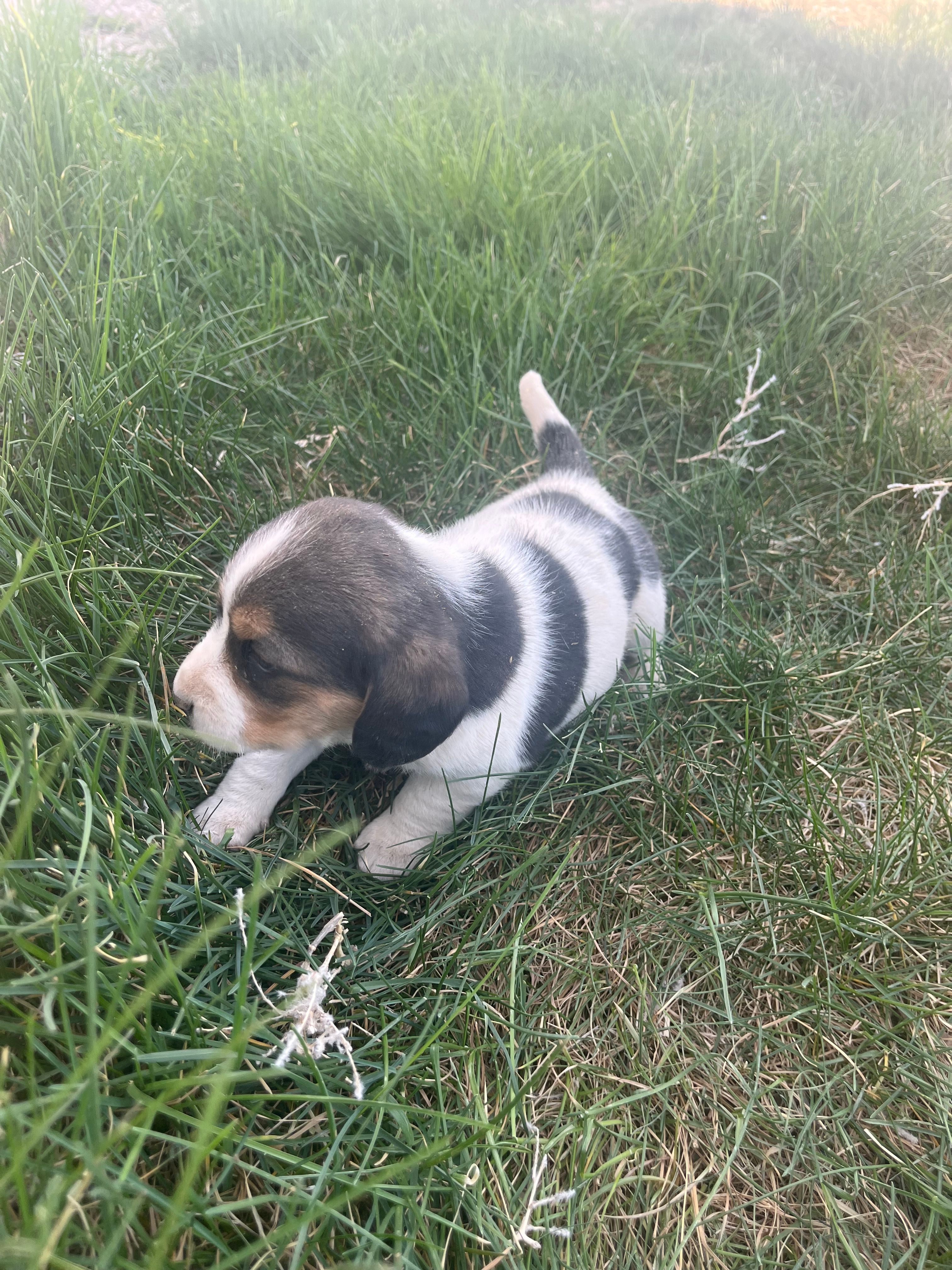 Trudy – Beagle puppy for sale in Pueblo, CO