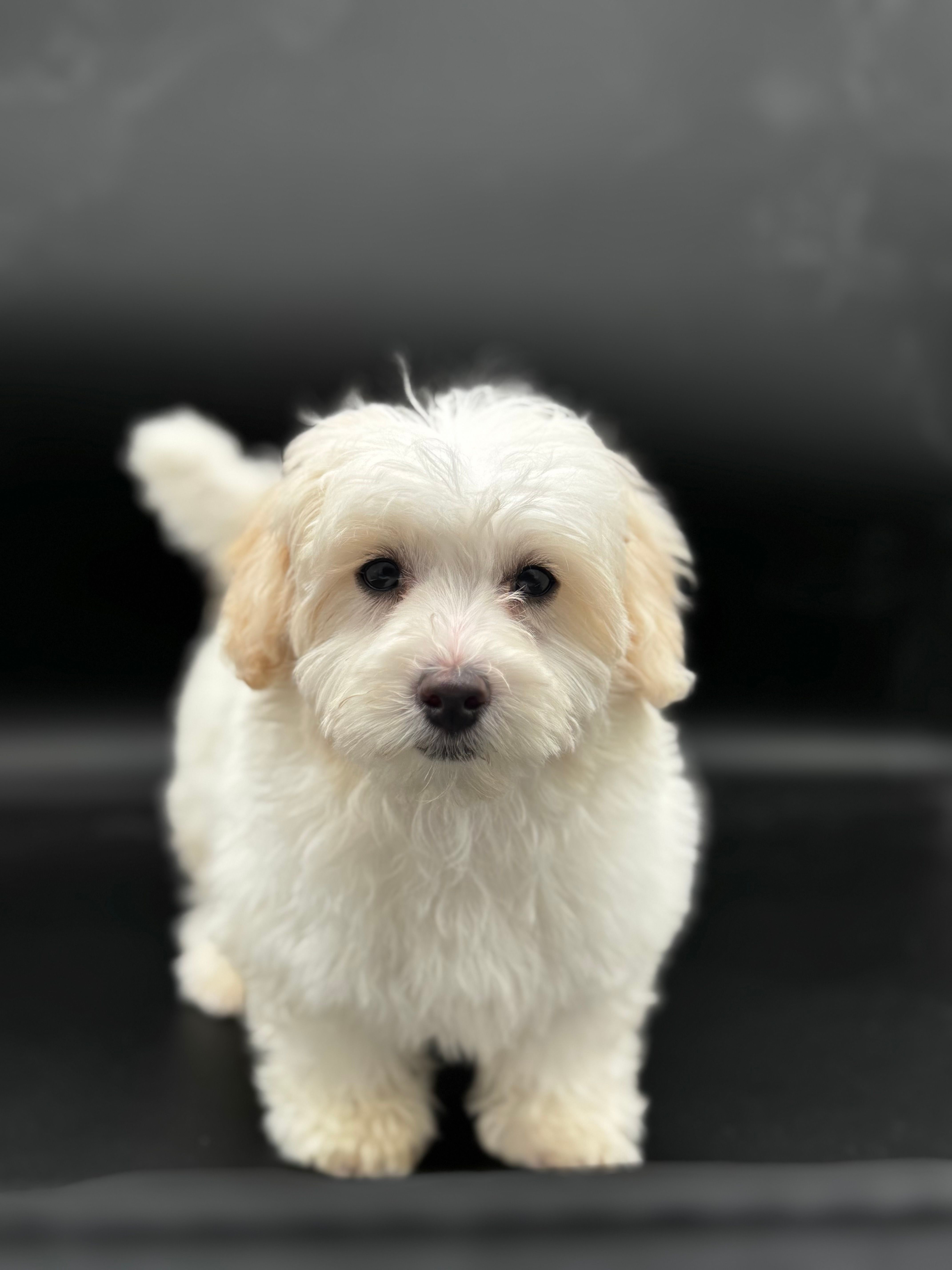 nimbus – Maltipoo puppy for sale in North Barrington, IL