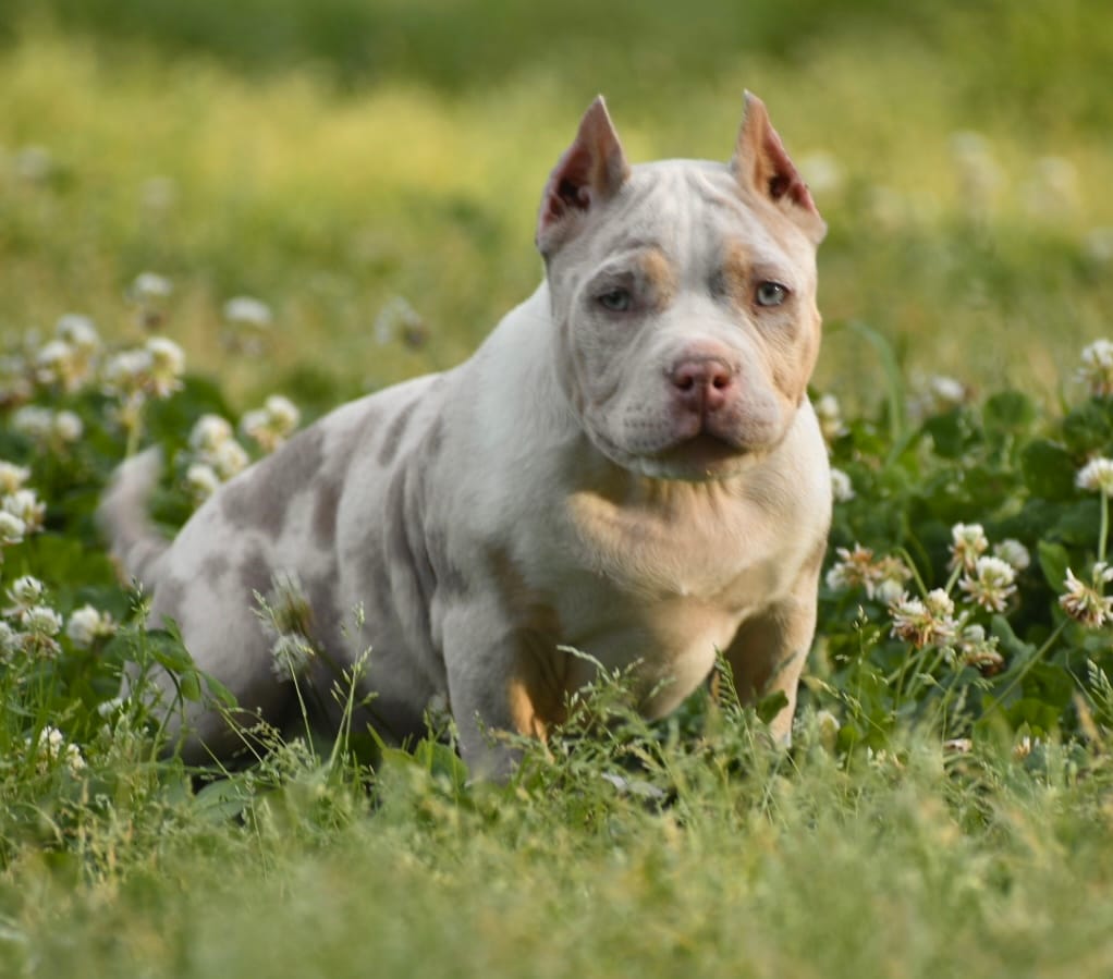 Arrow – American Bully puppy for sale in New Edinburg, AR