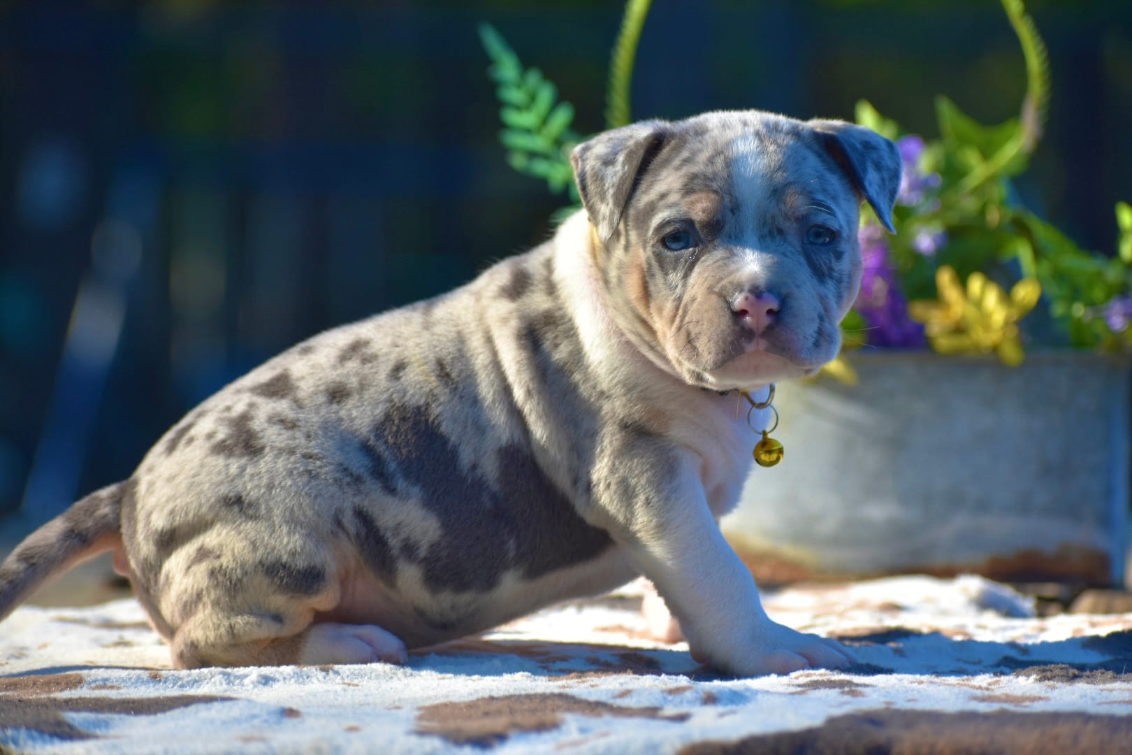 Cyrus  – American Bully puppy for sale in New Edinburg, AR
