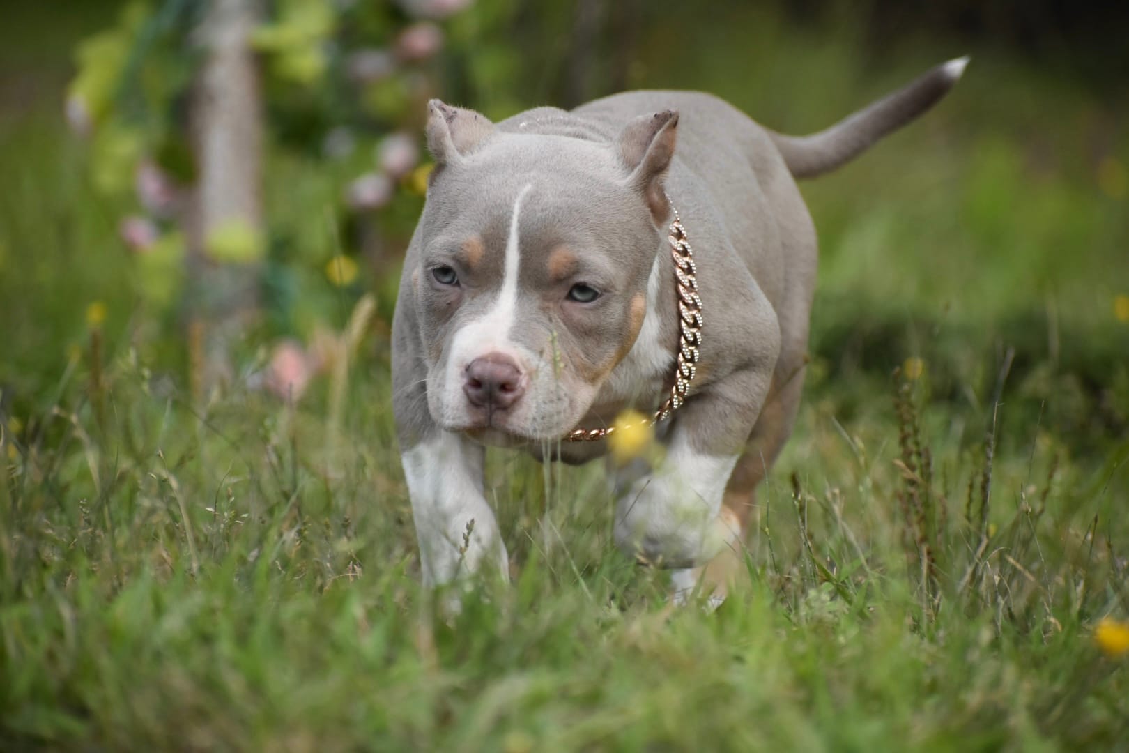 ECHO – American Bully puppy for sale in New Edinburg, AR