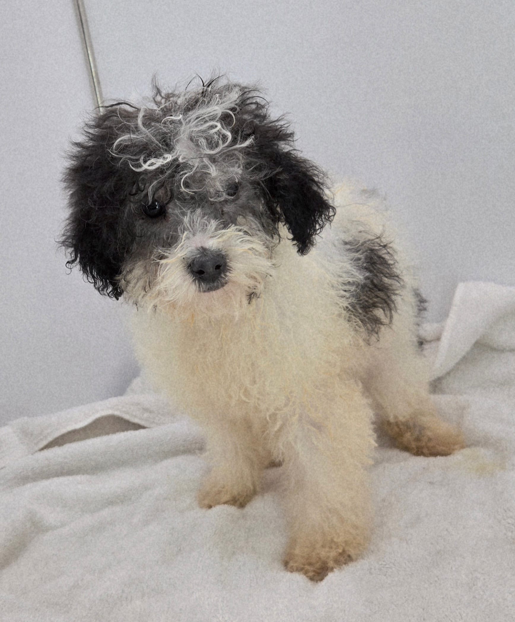 Palomino – Poodle - Toy  puppy for sale in Dayton, OH