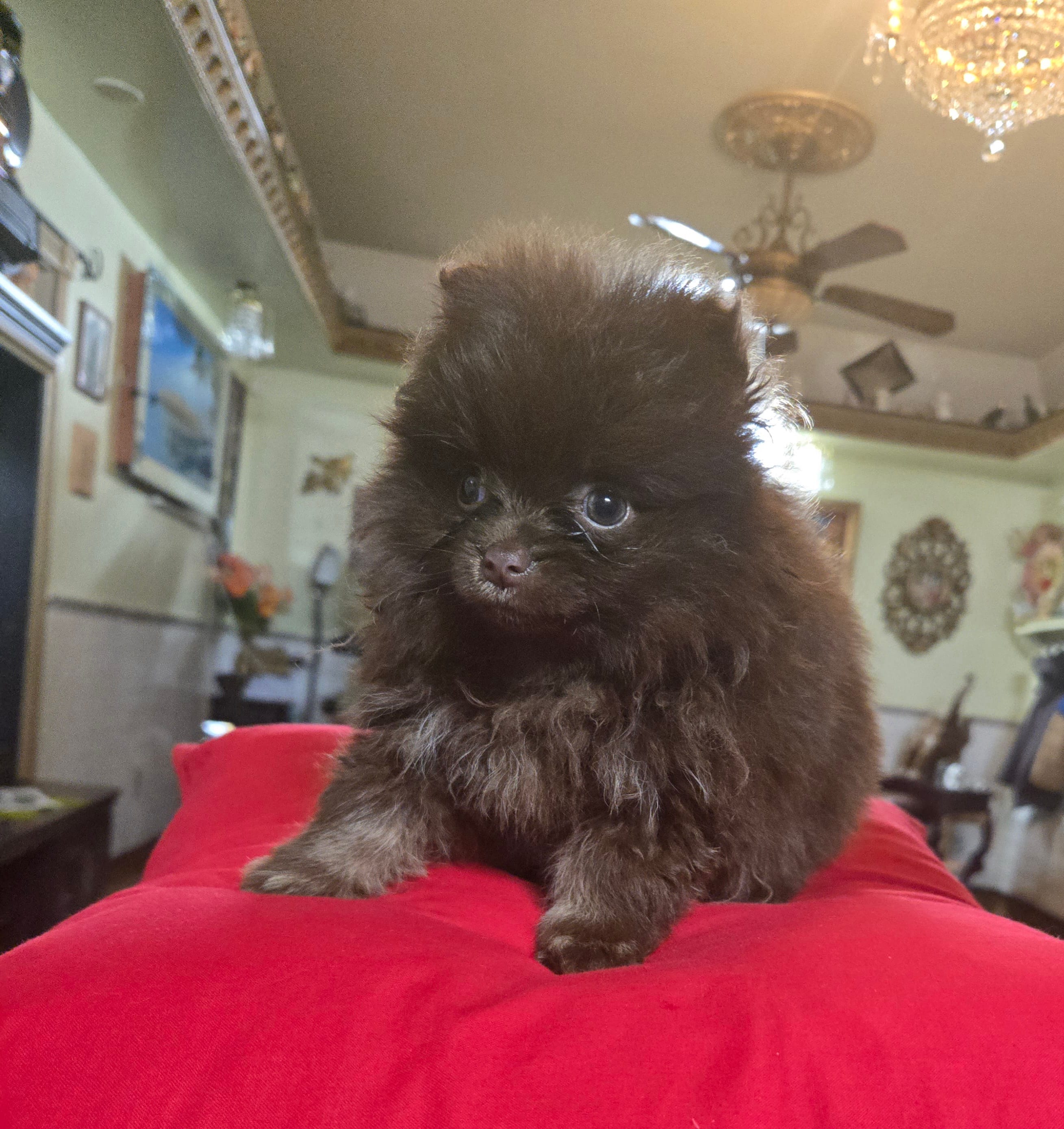 Marcos  – Pomeranian puppy for sale in Dayton, OH