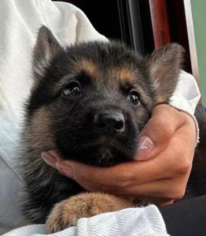 Cocoa – German Shepherd Dog puppy for sale in Paoli, IN