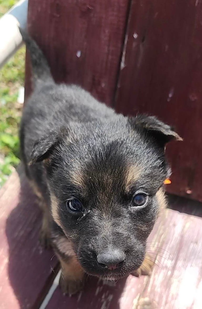 Mochi – German Shepherd Dog puppy for sale in Paoli, IN