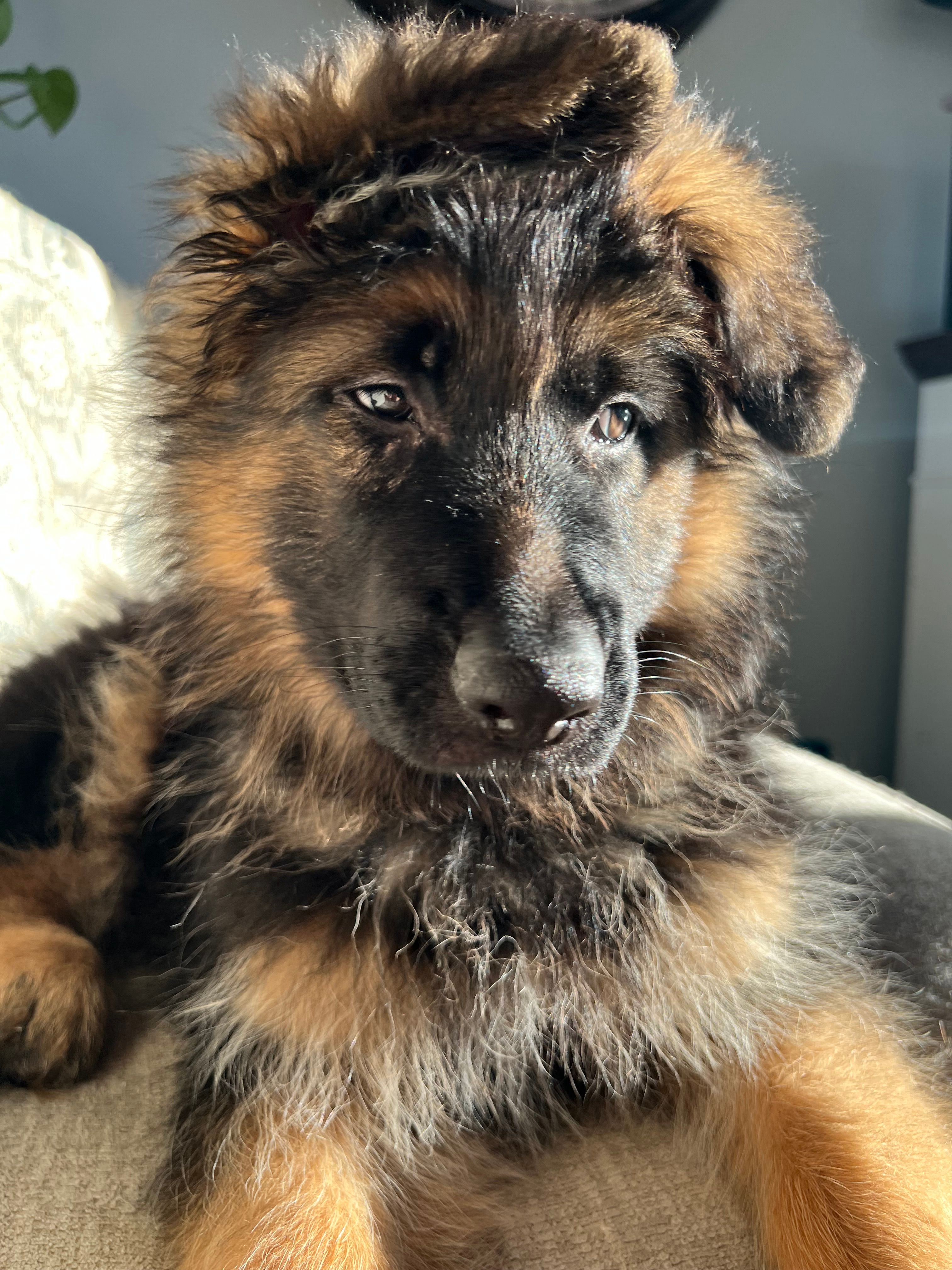Zola – German Shepherd Dog puppy for sale in Lapeer, MI