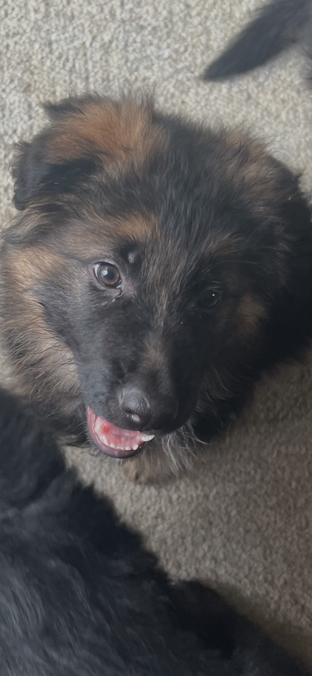 Zola – German Shepherd Dog puppy for sale in Lapeer, MI