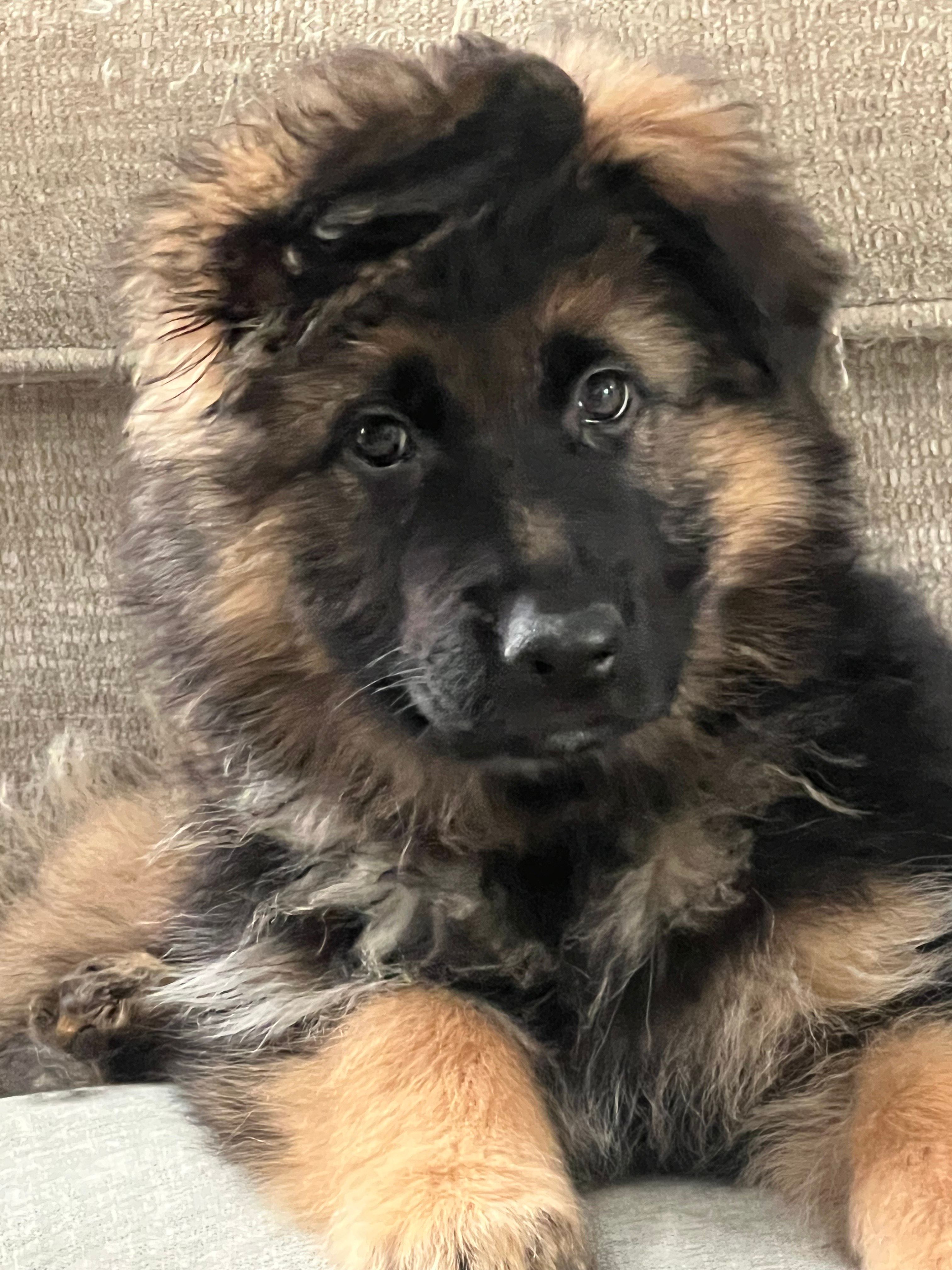 purple collar – German Shepherd Dog puppy for sale in Lapeer, MI