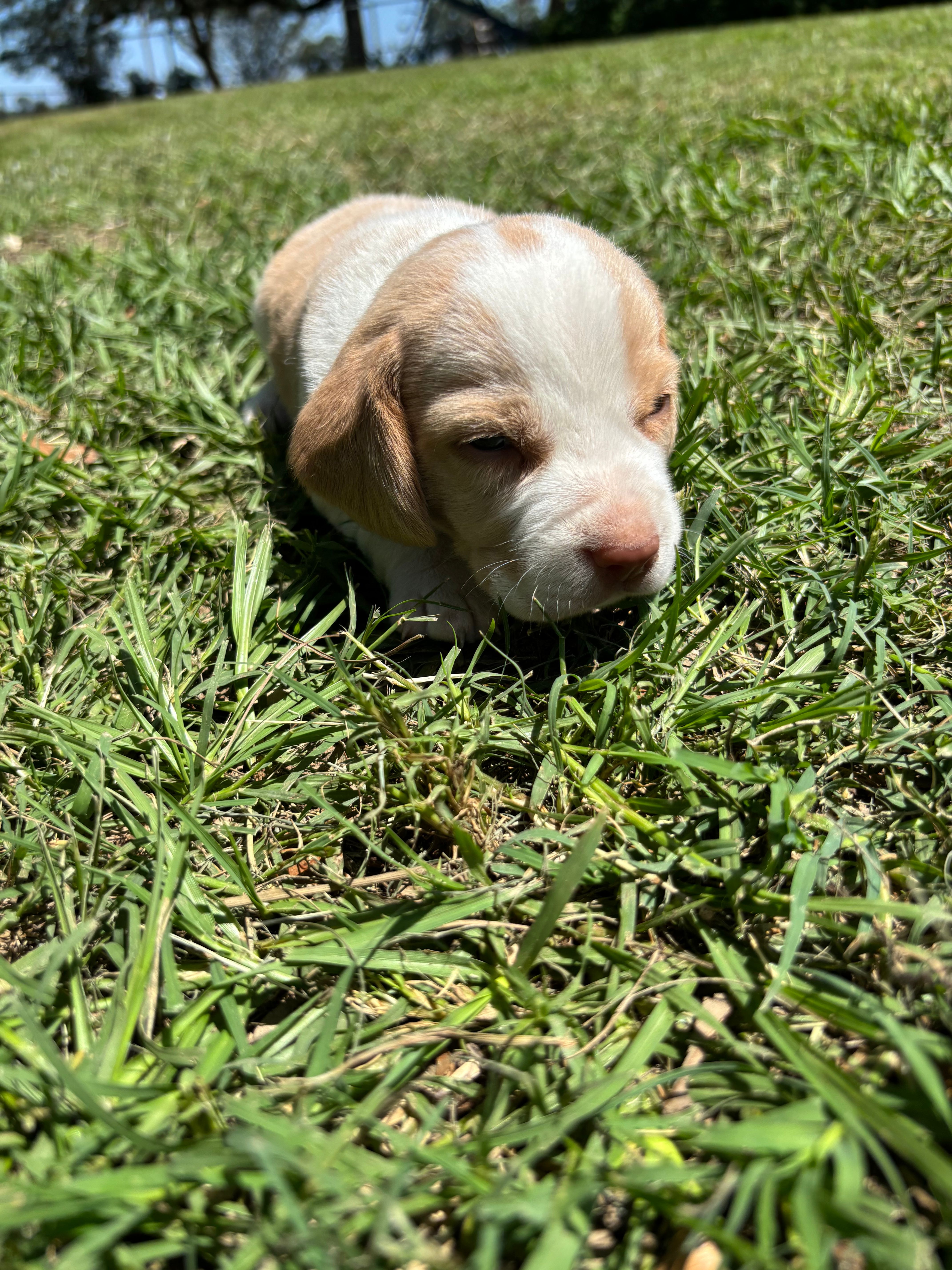 Dixie’s lemon male in grass – Beagle puppy for sale in Dime Box, TX