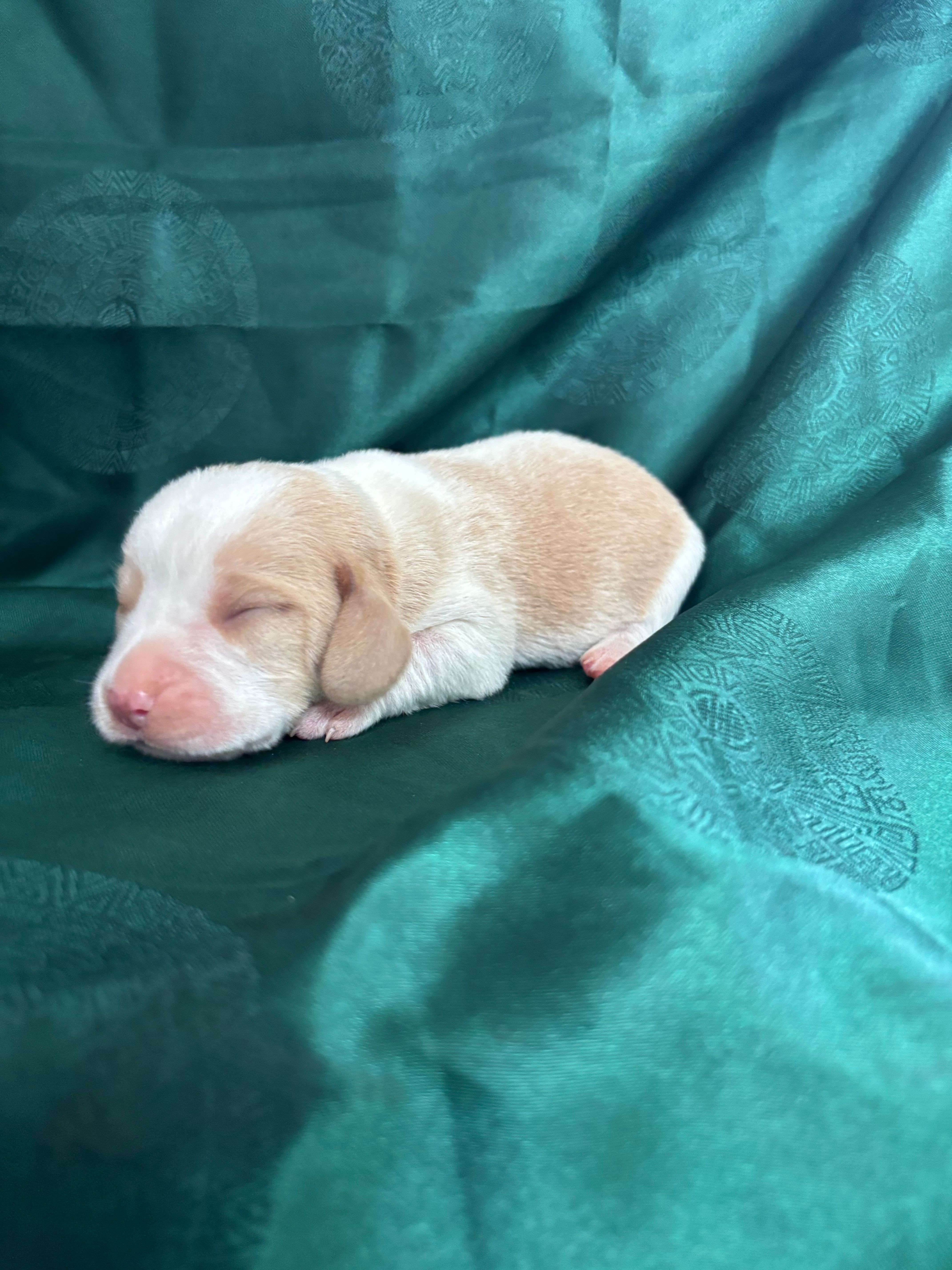 Dixie’s green collar lemon male – Beagle puppy for sale in Dime Box, TX
