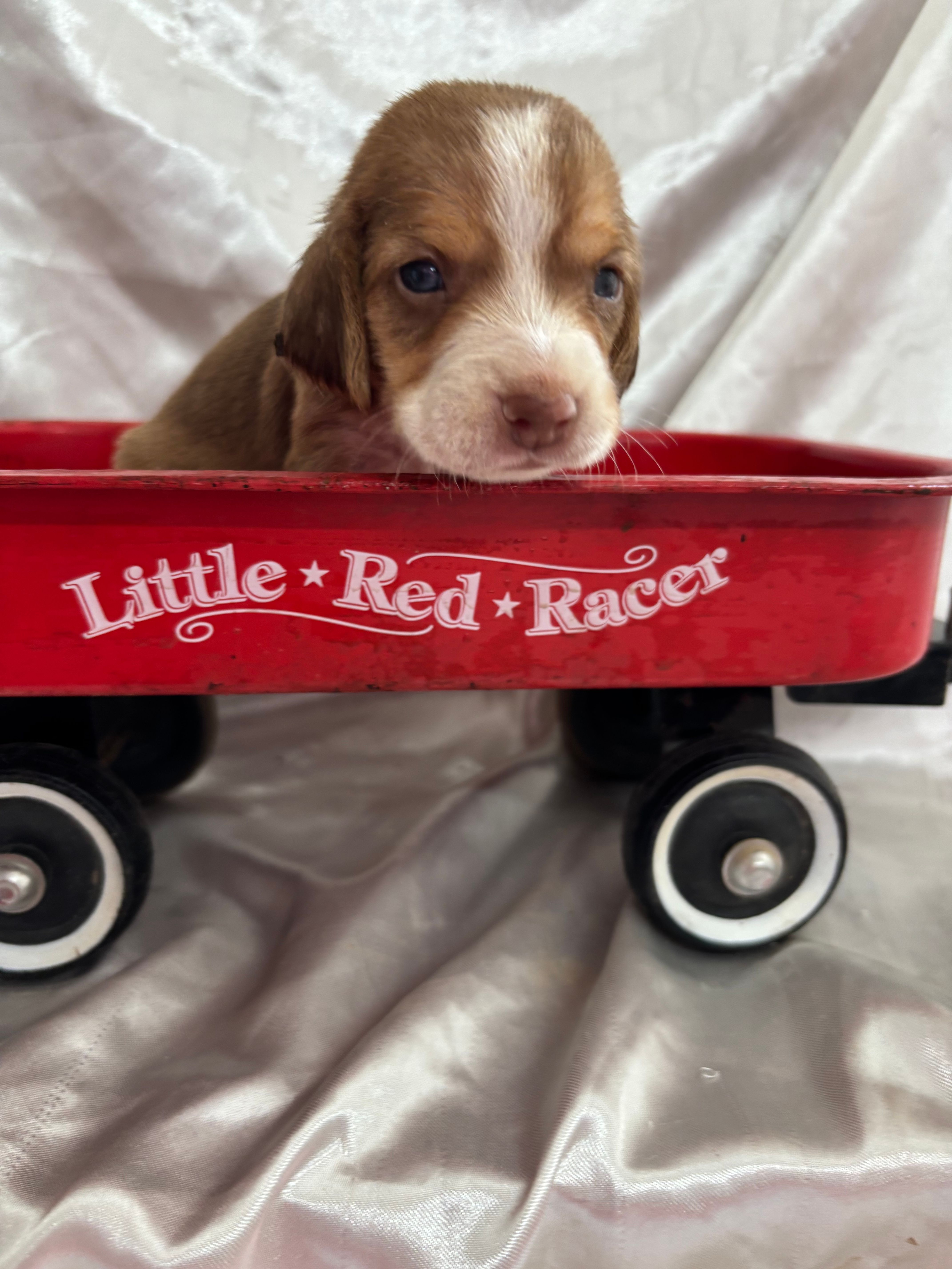 Loretta’s red male in red wagon  – Beagle puppy for sale in Dime Box, TX