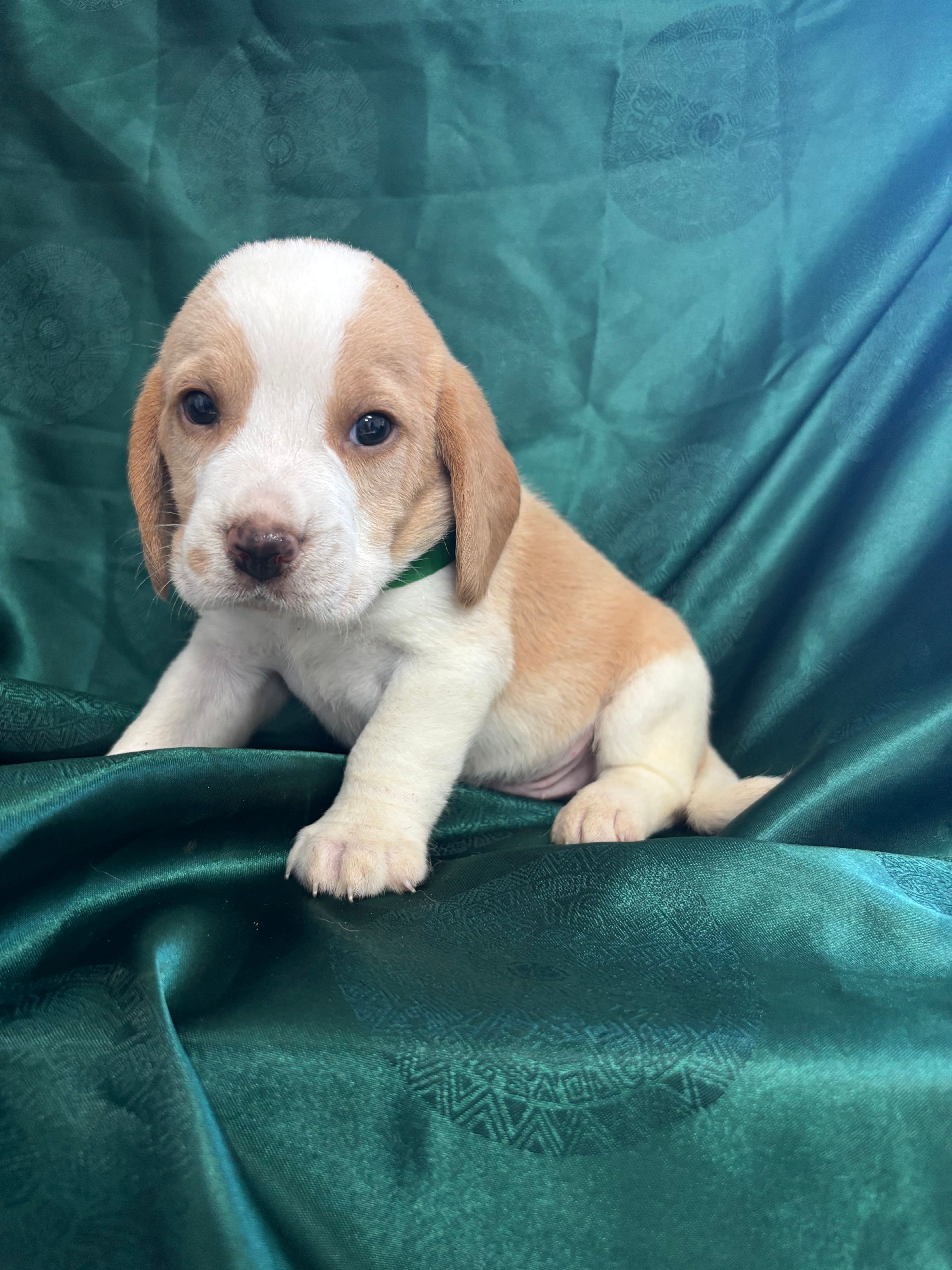 Dixie’s green collar lemon male – Beagle puppy for sale in Dime Box, TX