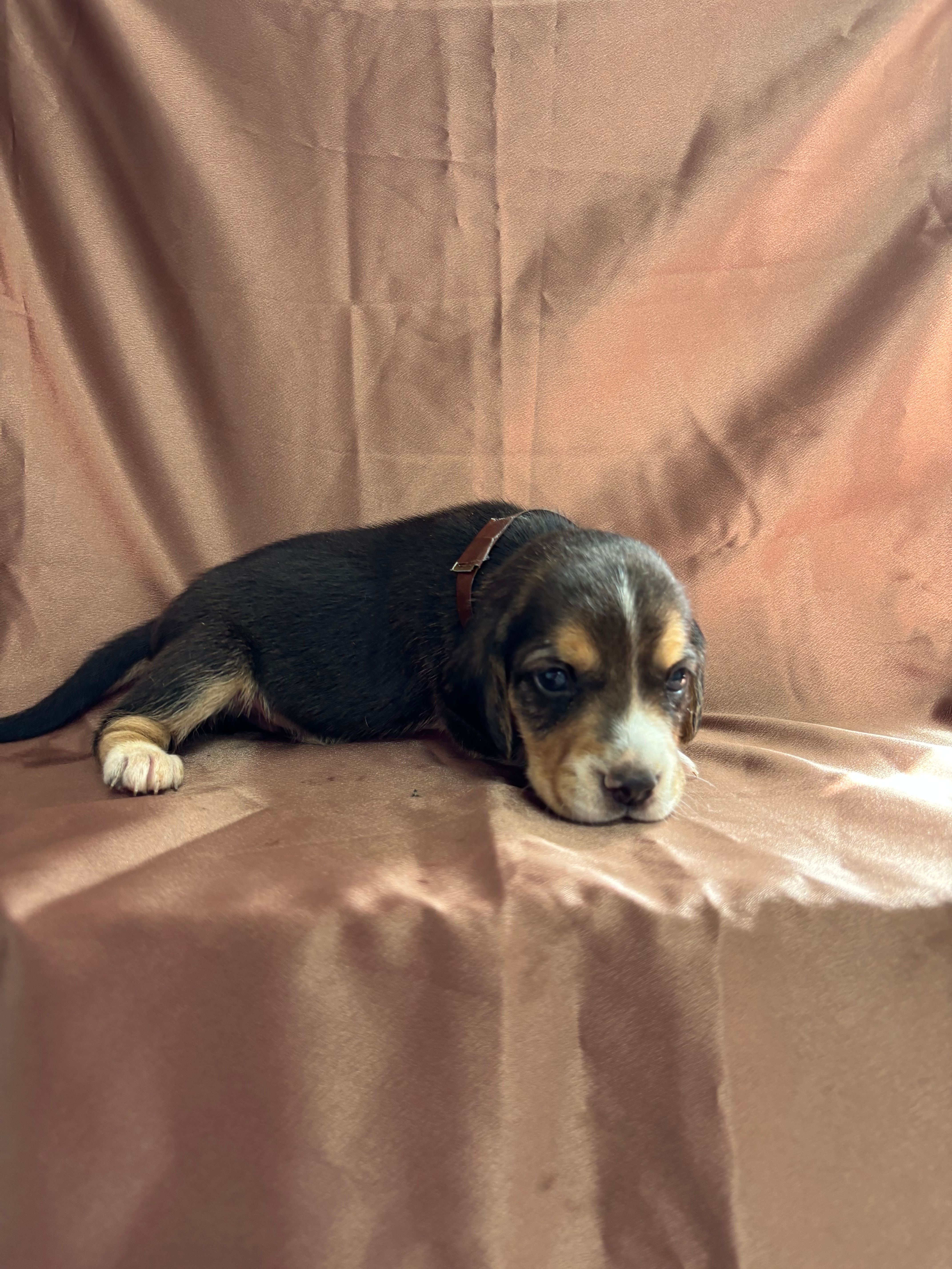 Loretta’s brown collar tri male – Beagle puppy for sale in Dime Box, TX