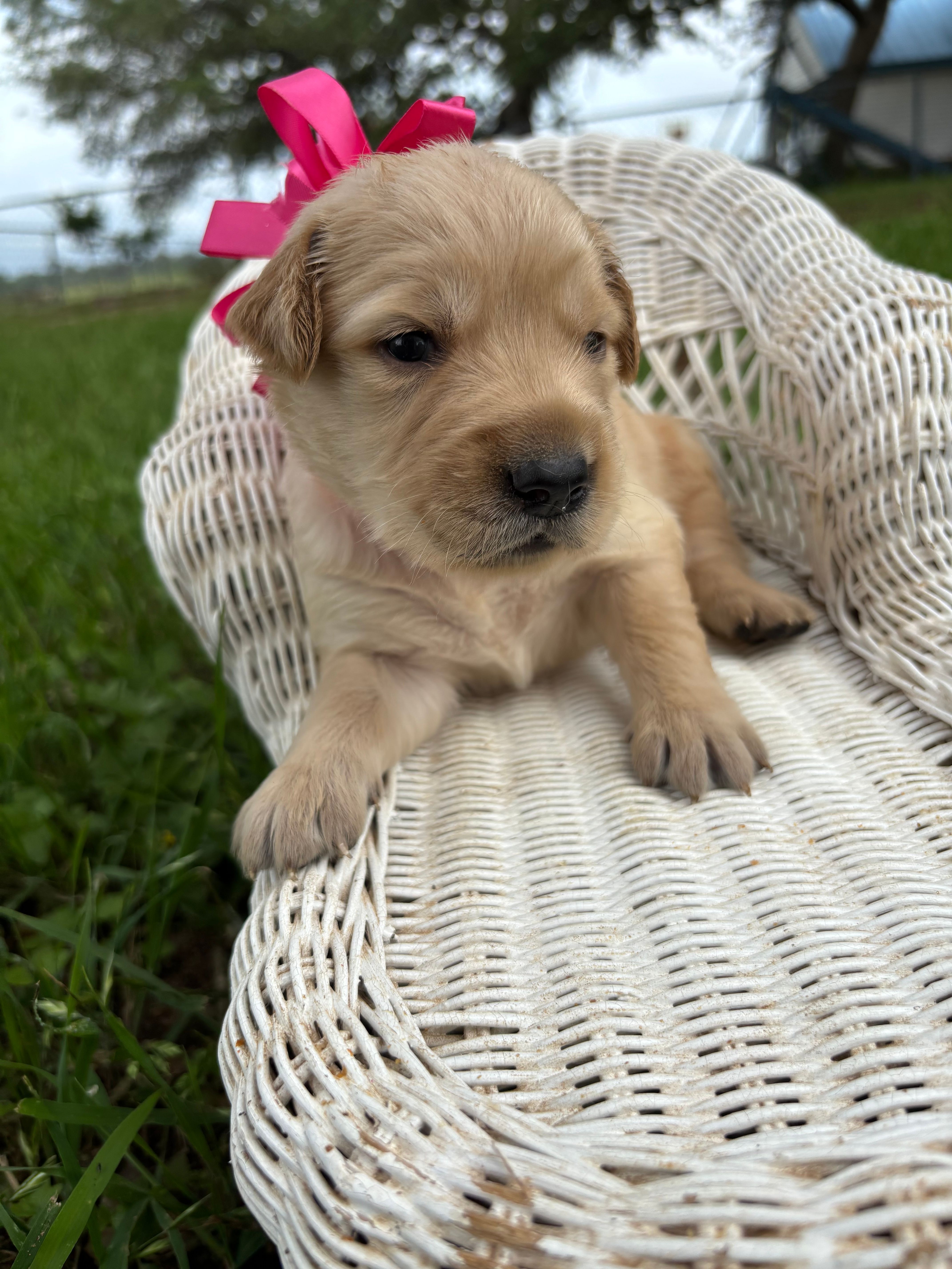 Pink collar golden retriever  – Golden Retriever puppy for sale in Dime Box, TX