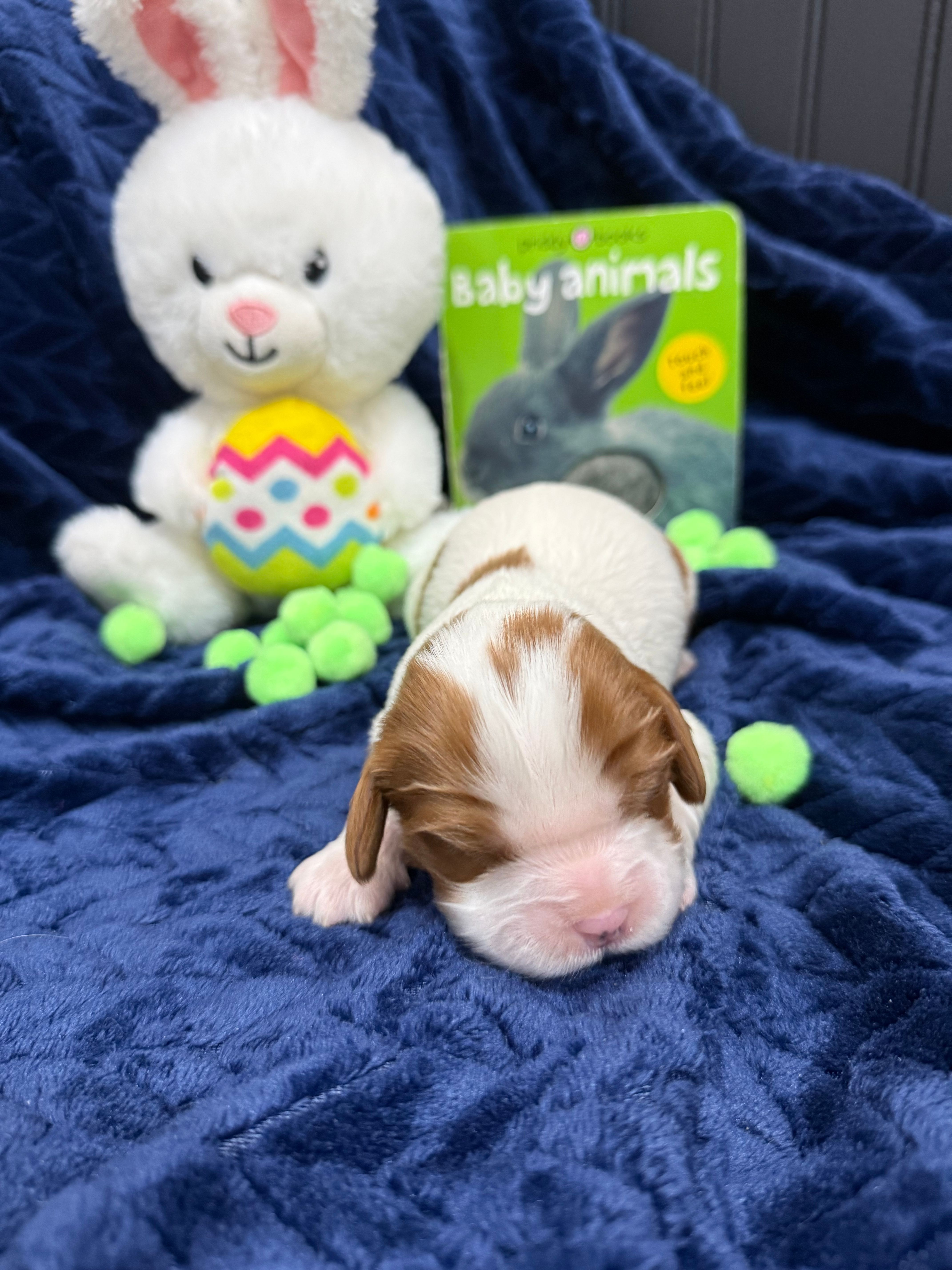 AKC Champ 1 – Cavalier King Charles Spaniel puppy for sale in Dime Box, TX