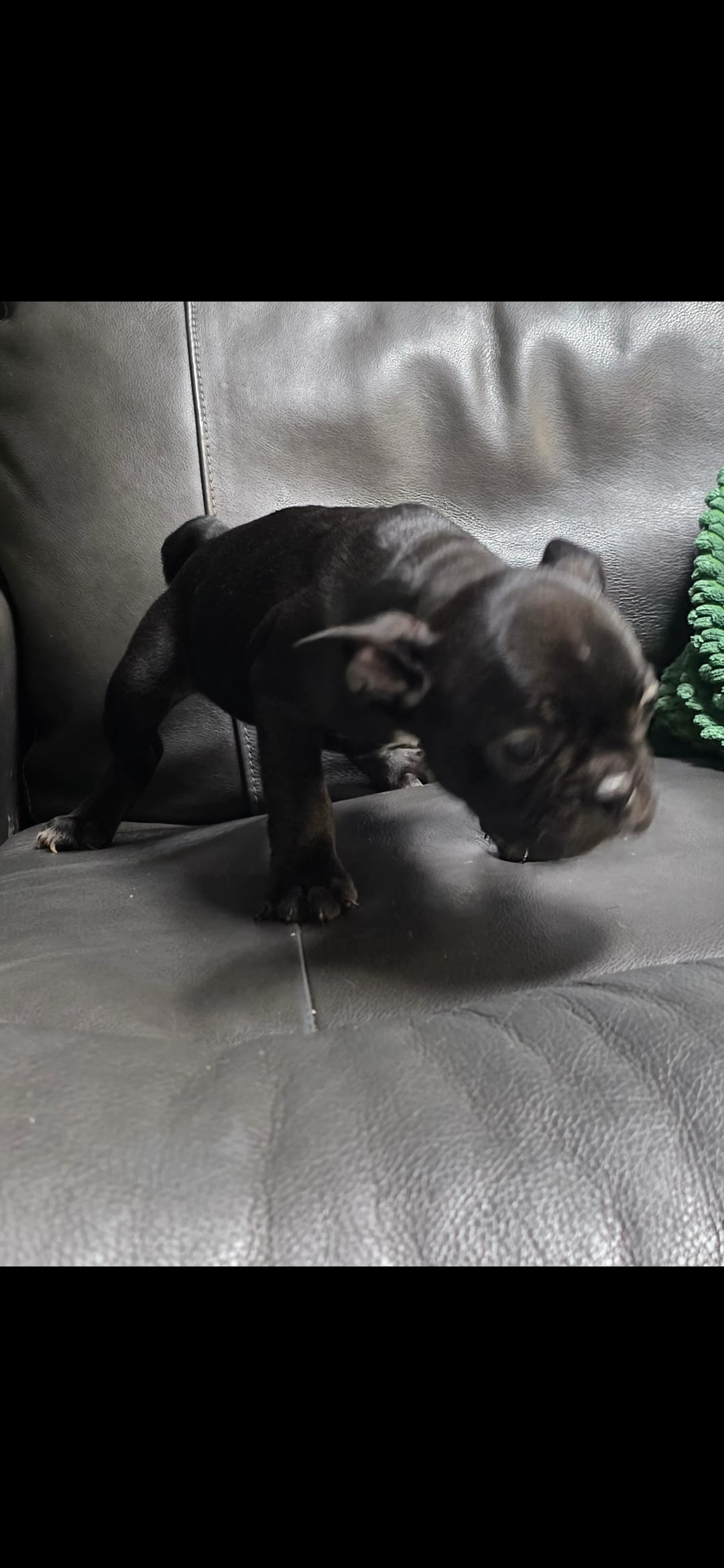 Soot – Frenchton puppy for sale in Indianapolis, IN