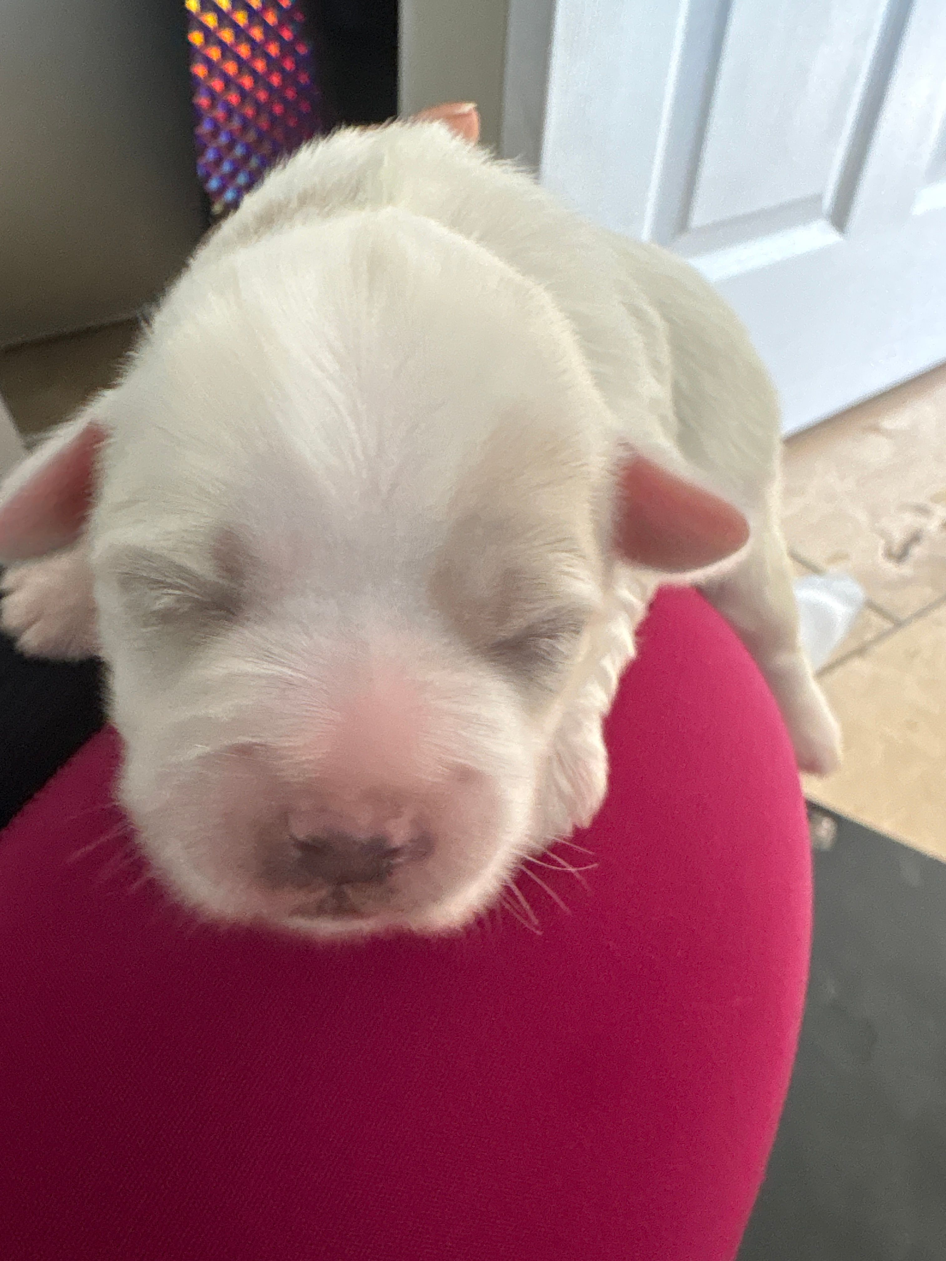 Mylk  – Shih Tzu puppy for sale in Inglewood, CA