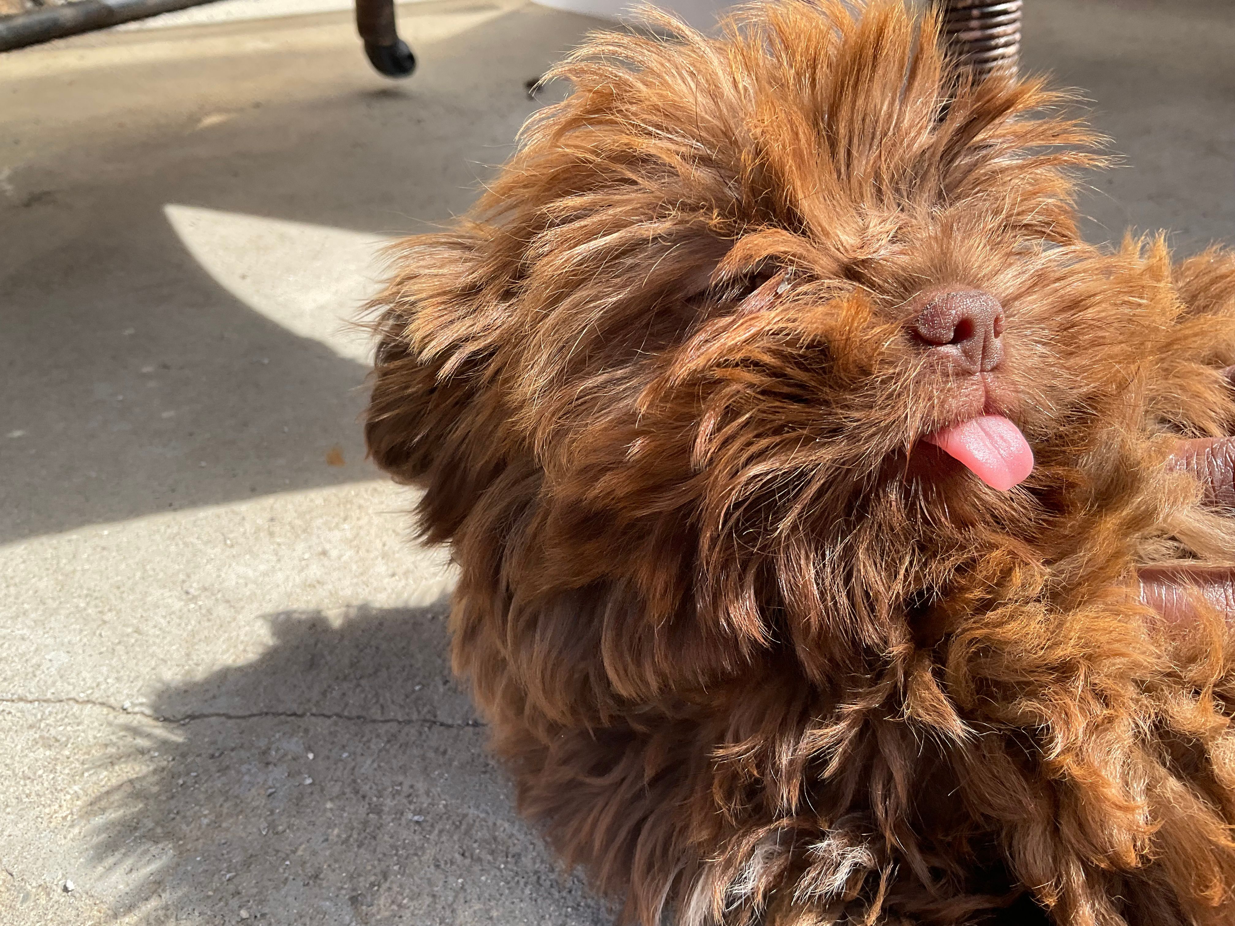 Brownie – Shih Tzu puppy for sale in Inglewood, CA