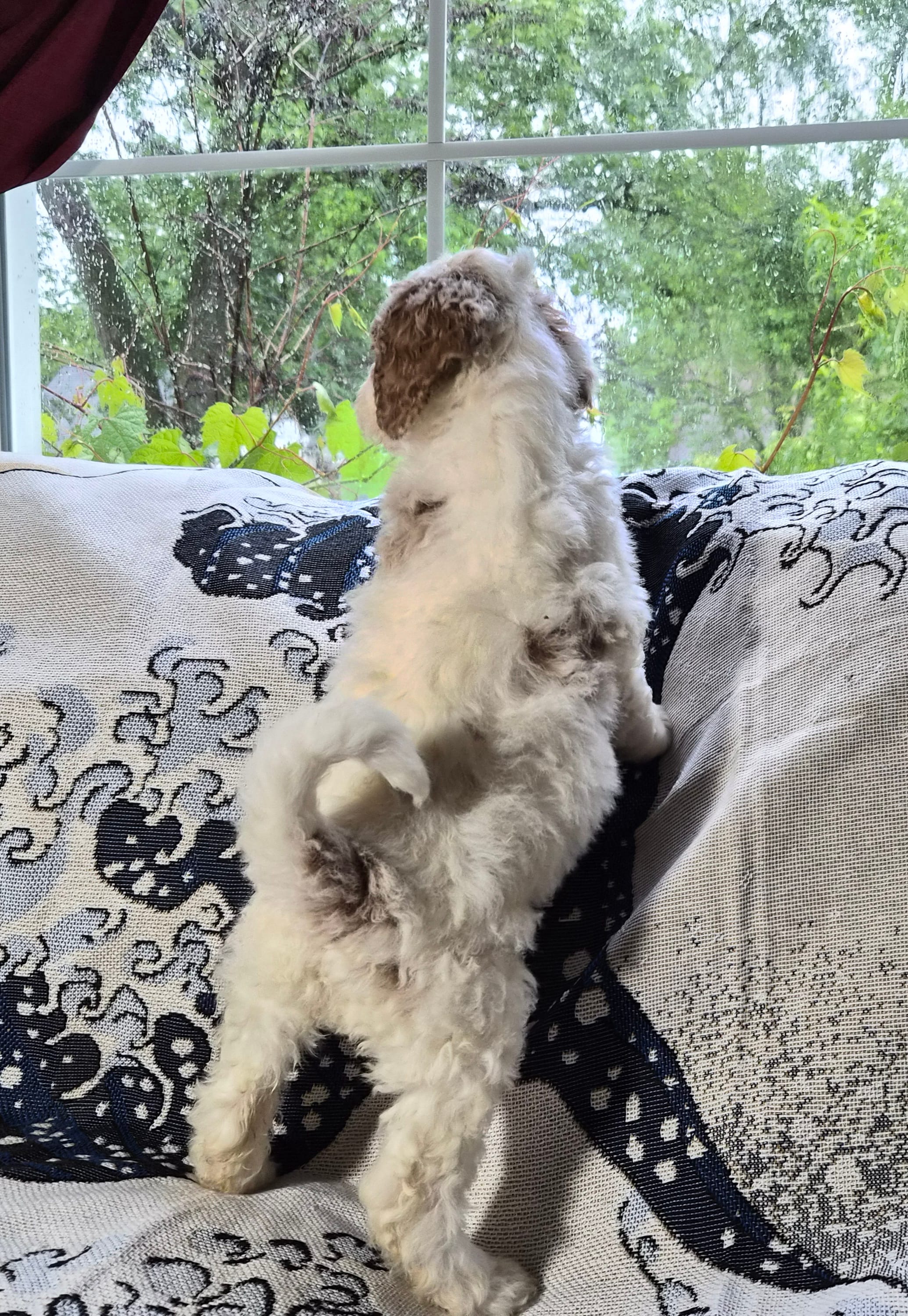 1G Melly – Poodle - Standard , Miniature Bernedoodle puppy for sale in Redford, MI