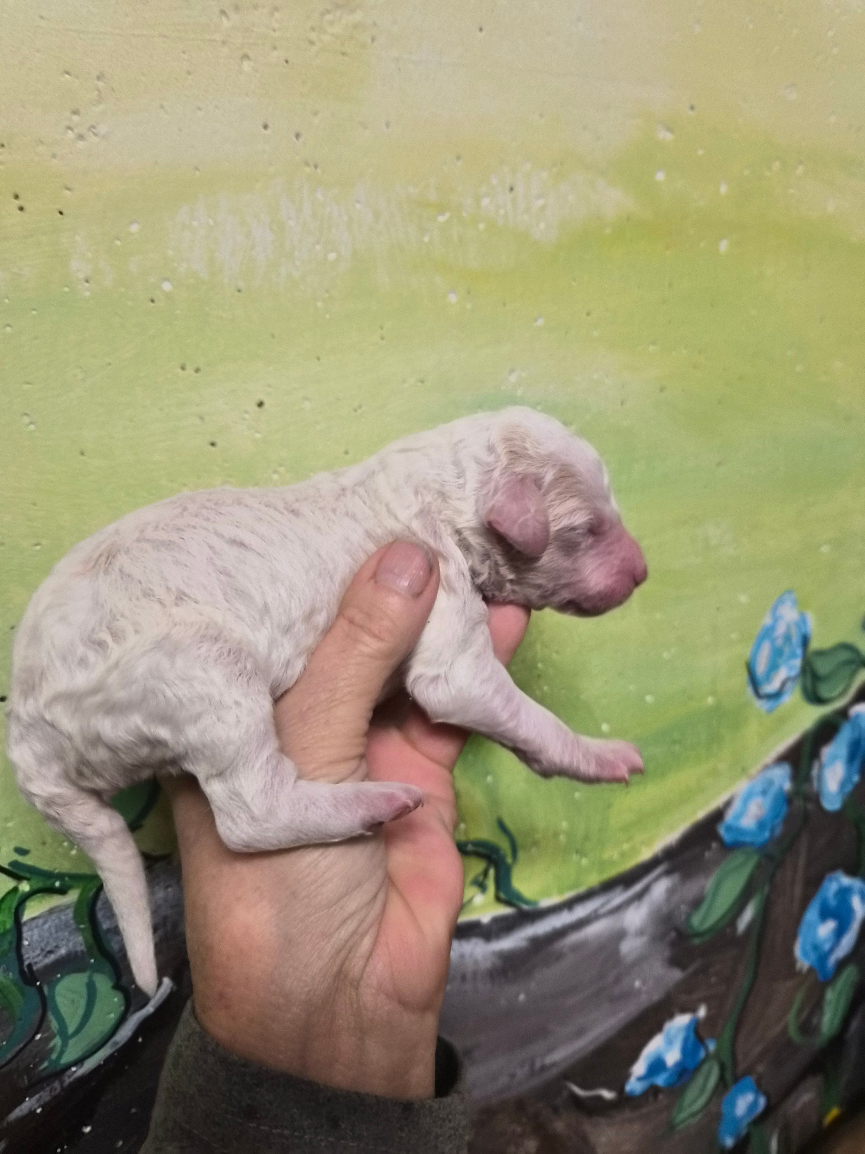 Dee – Poodle - Standard  puppy for sale in Redford, MI