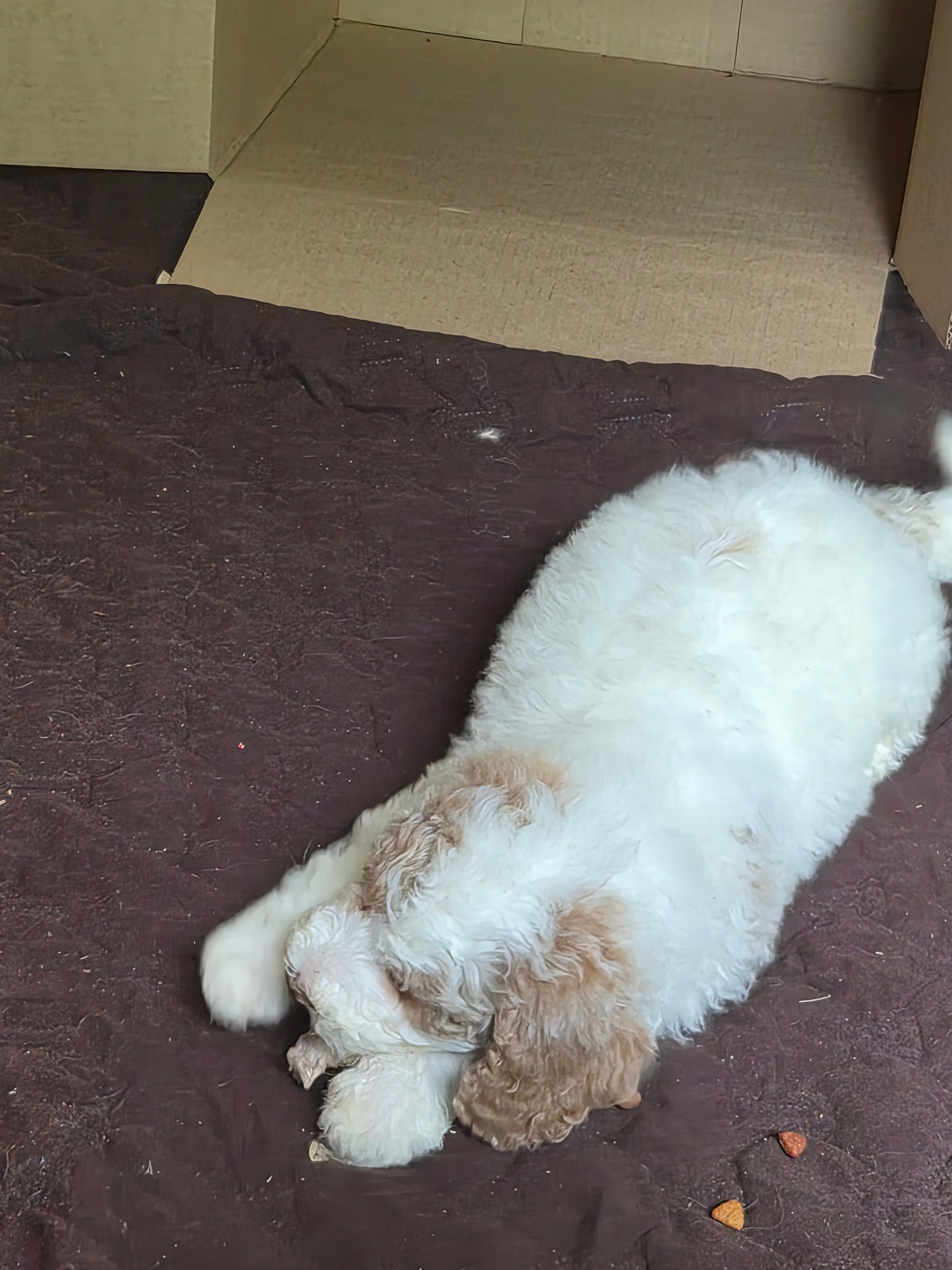 Melly – Poodle - Standard , Miniature Bernedoodle puppy for sale in Redford, MI