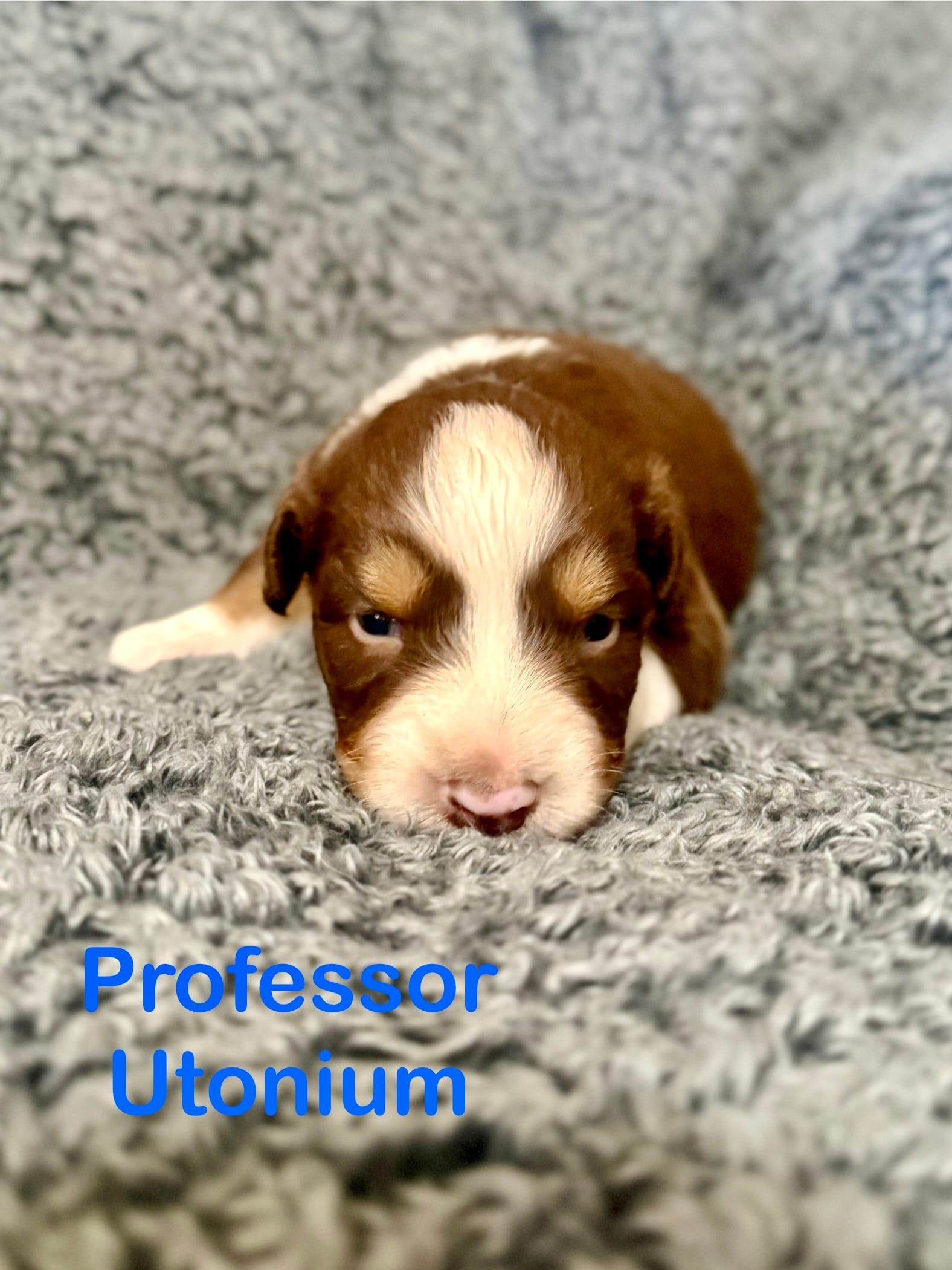 Professor Utonium – Australian Shepherd puppy for sale in Tyler, TX