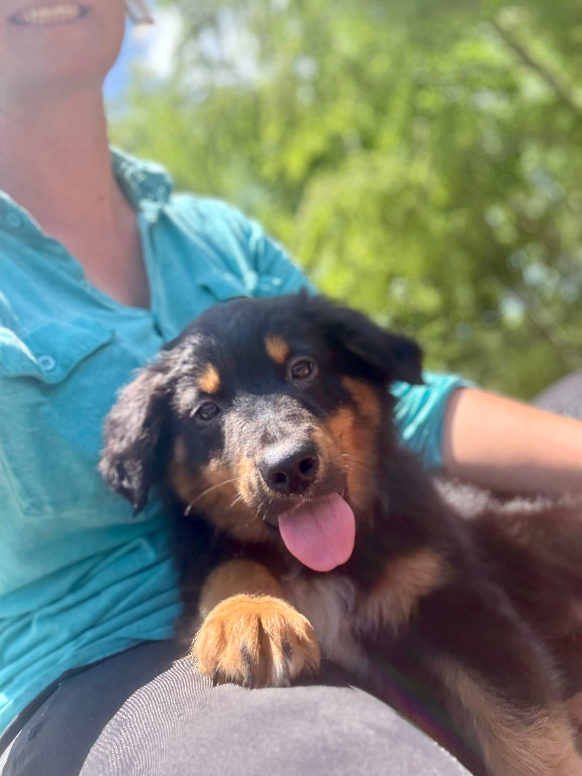Bo  – Australian Shepherd puppy for sale in Terrell, TX