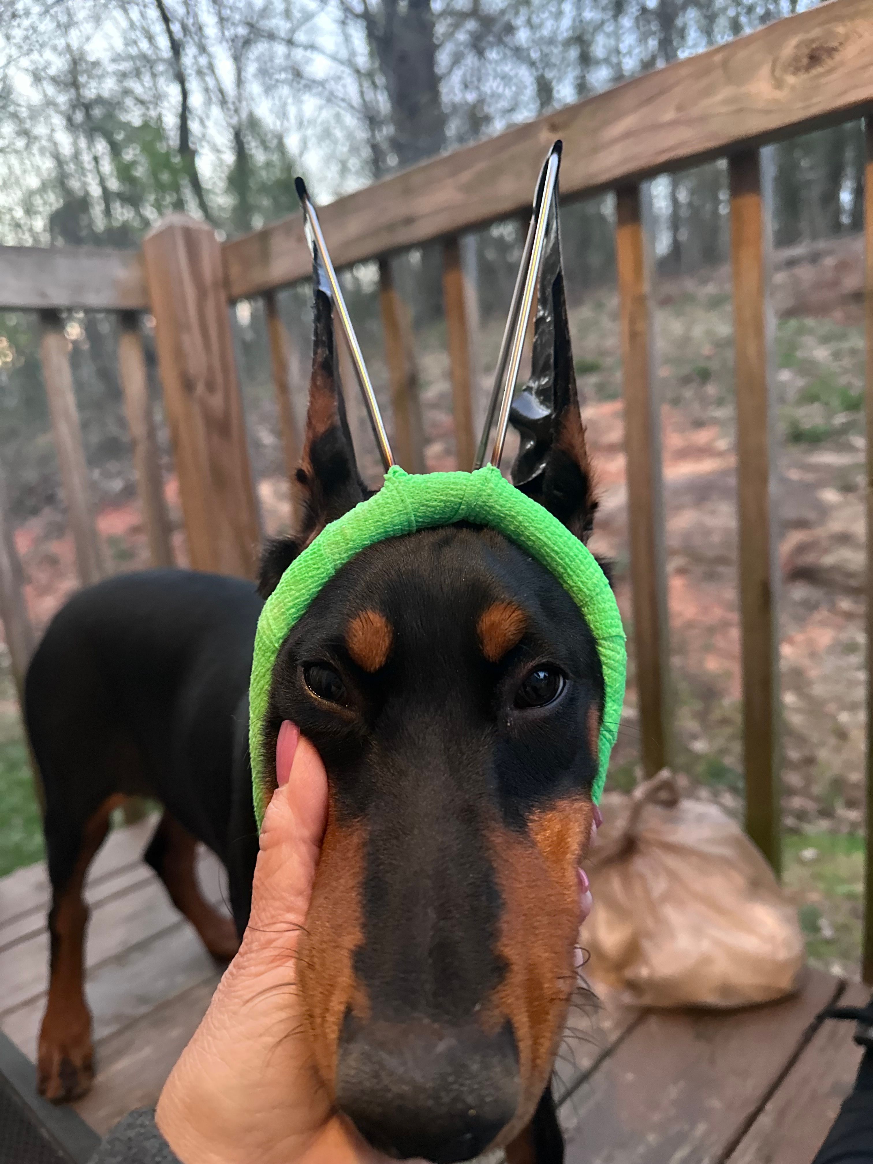 Penny – Doberman Pinscher puppy for sale in Lula, GA