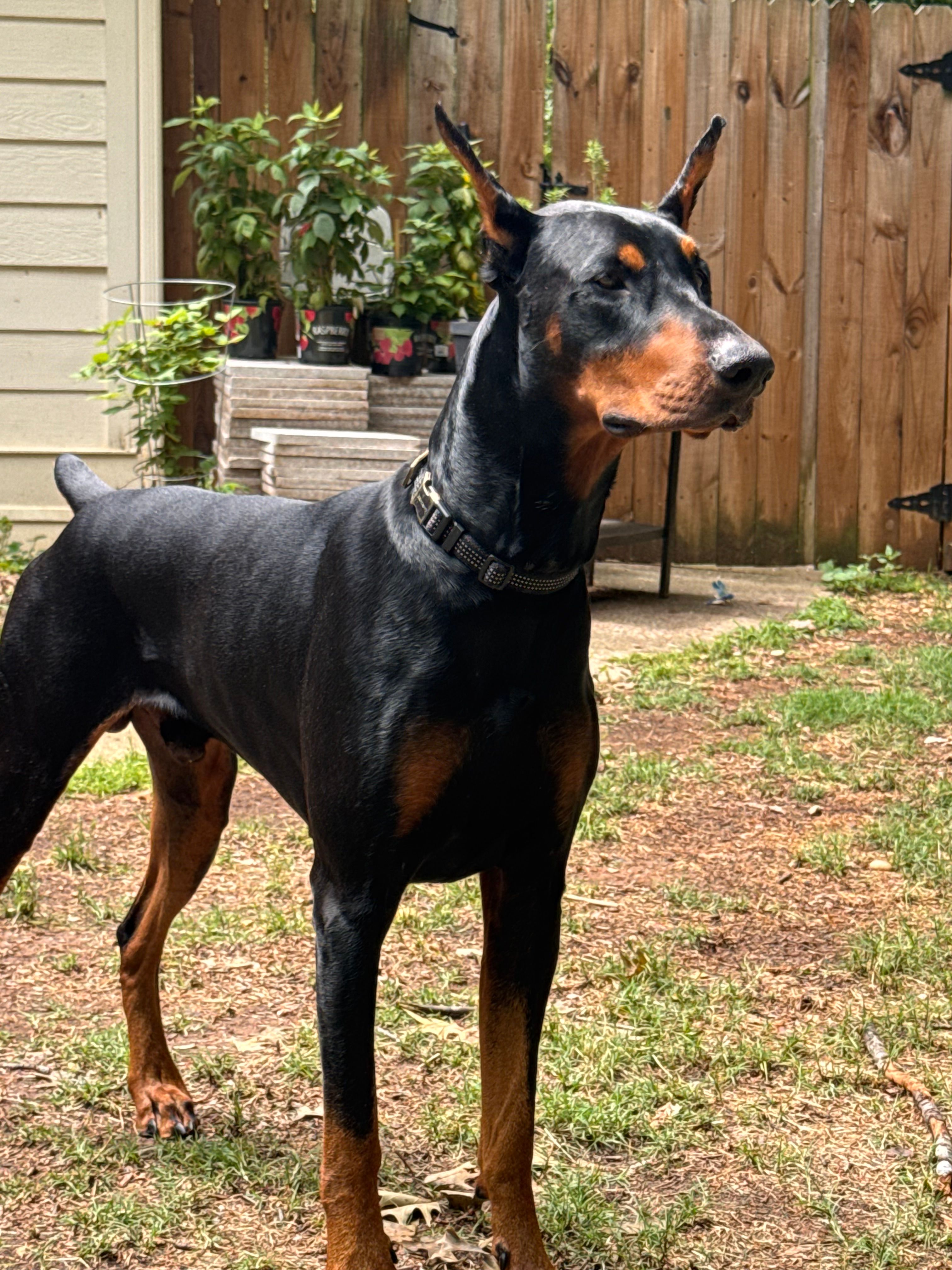 Doberman  – Doberman Pinscher puppy for sale in Lula, GA