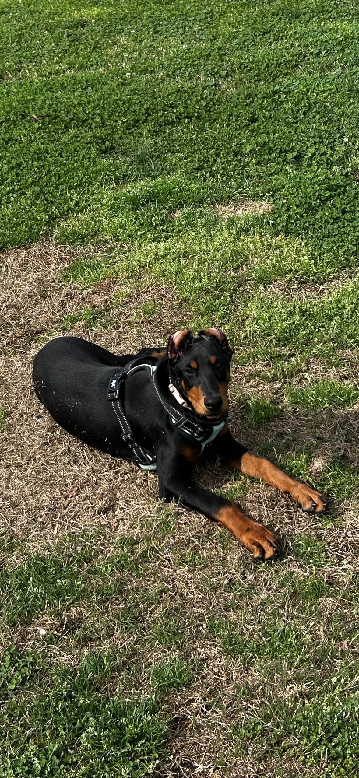 Penny – Doberman Pinscher puppy for sale in Lula, GA