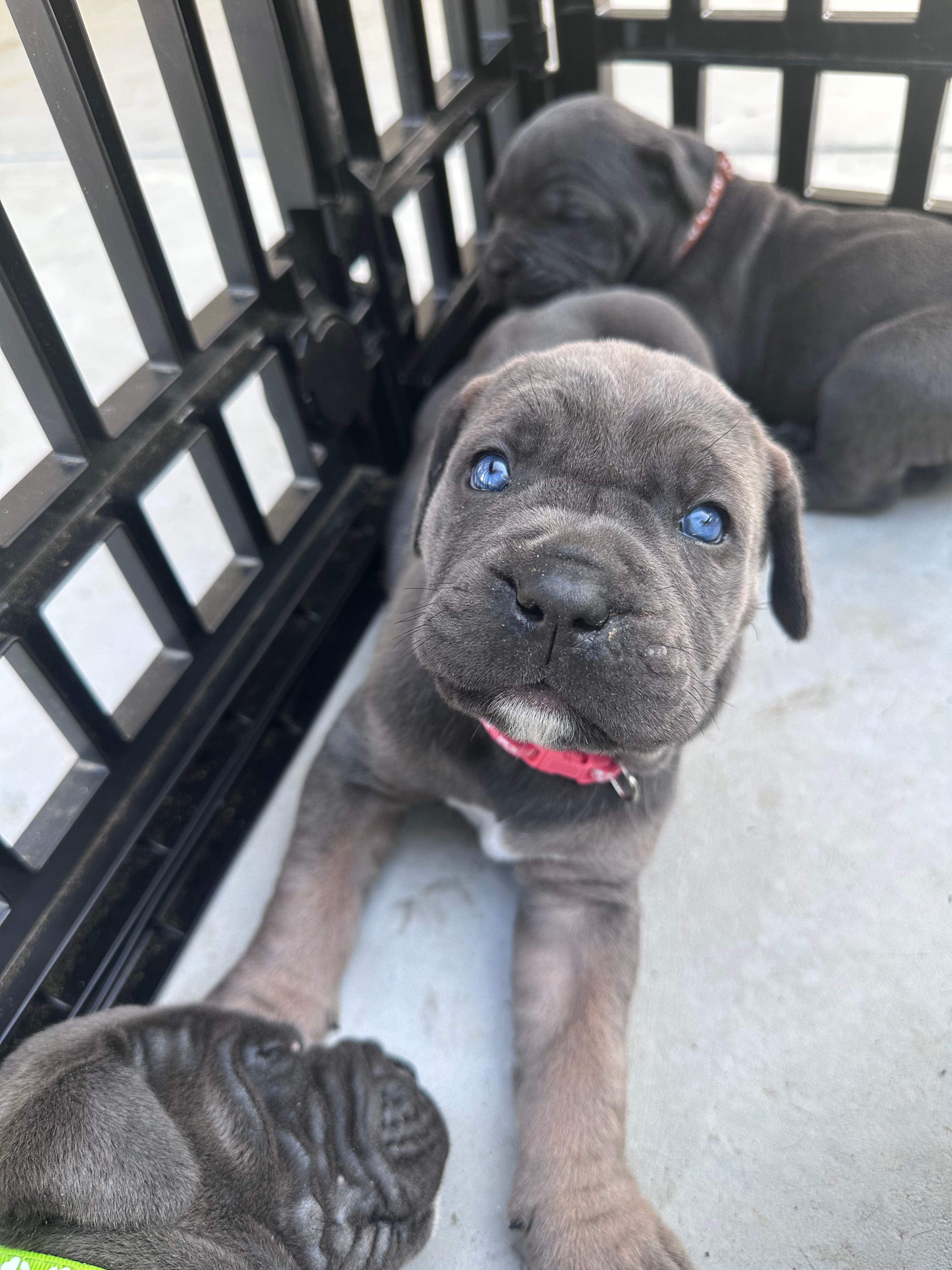Blue female with fawn points  – Cane Corso puppy for sale in Lula, GA