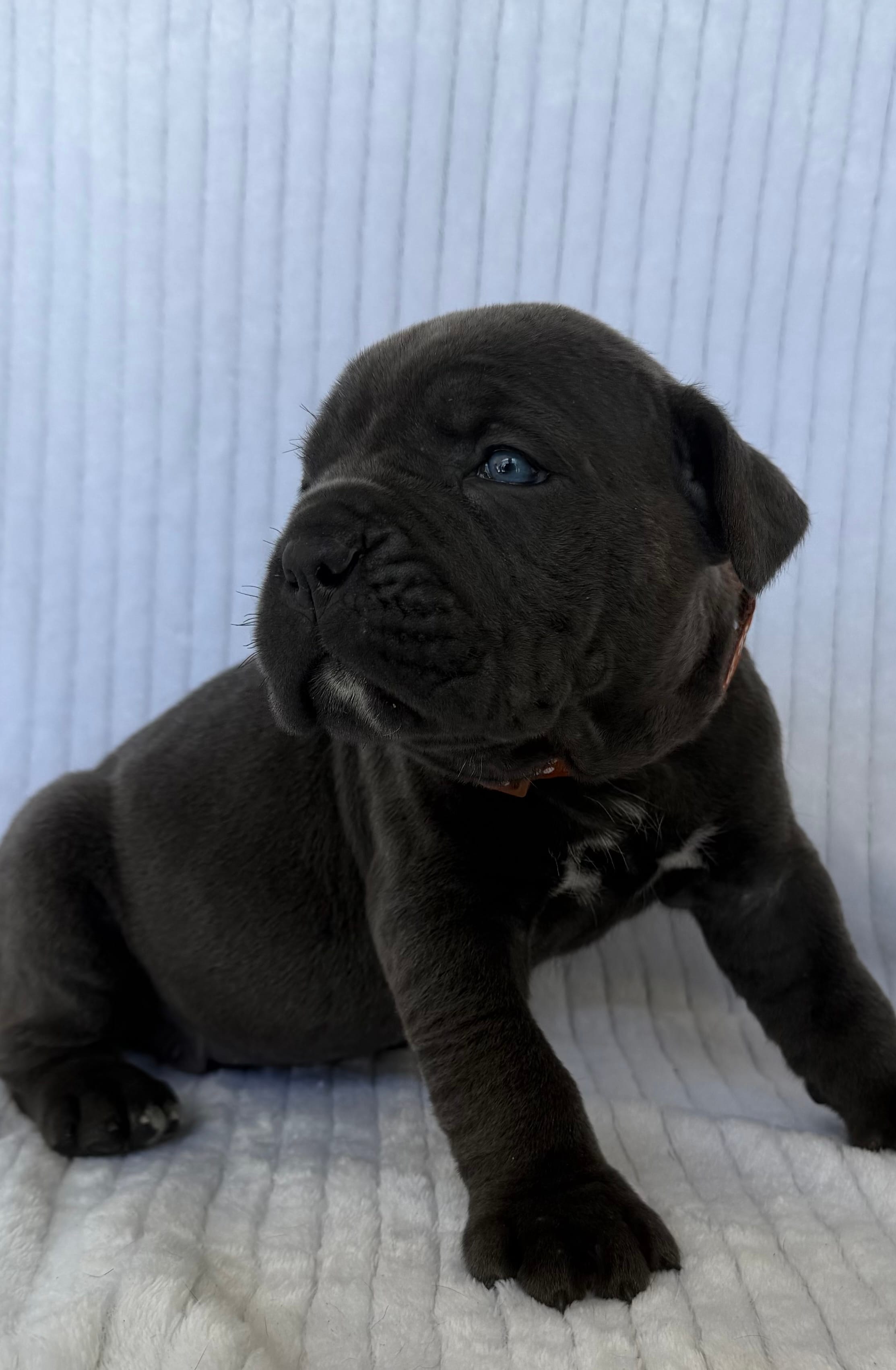 Blue girl, brown collar – Cane Corso puppy for sale in Lula, GA