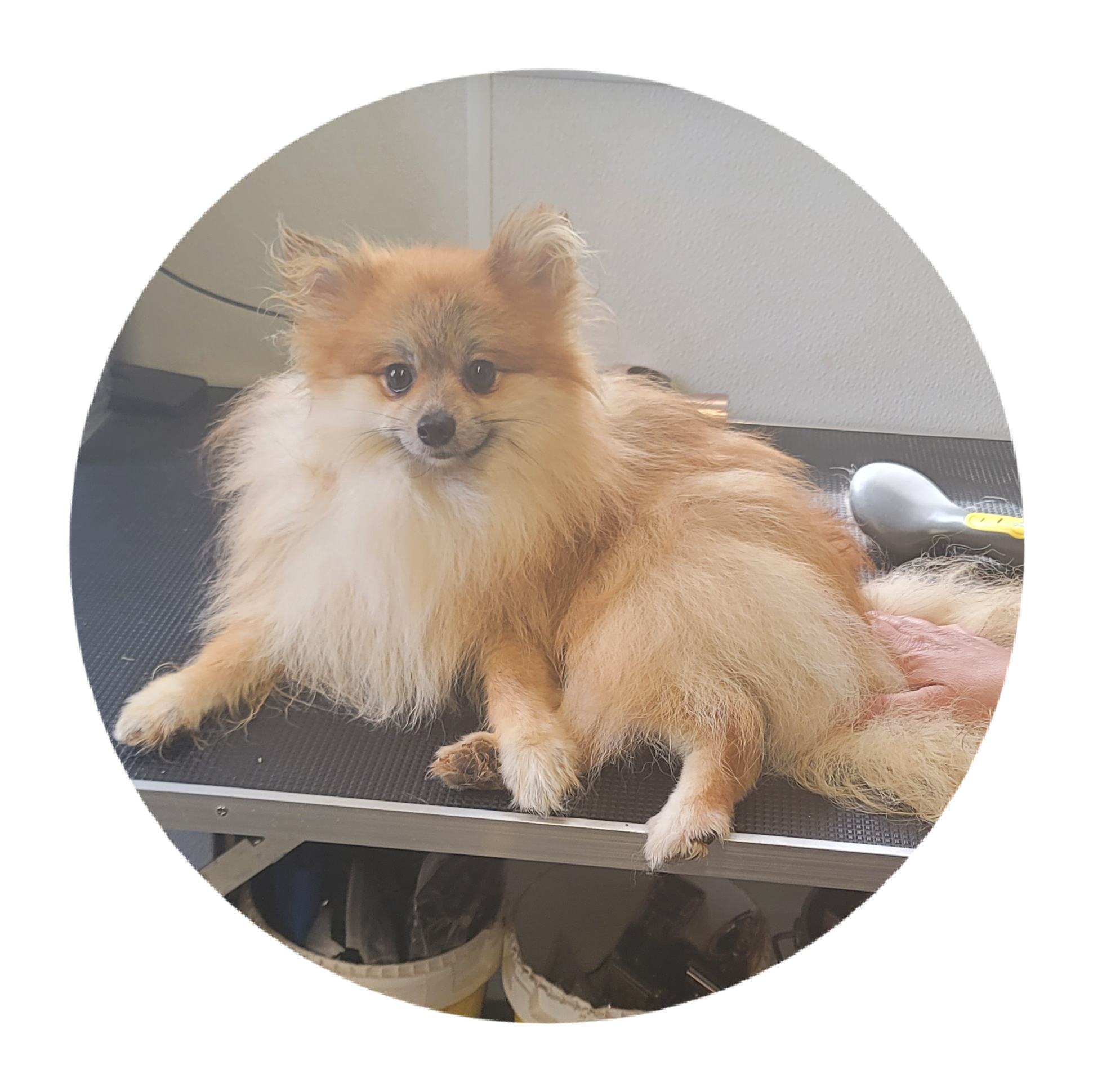 Nate – Pomeranian puppy for sale in Brookville, PA