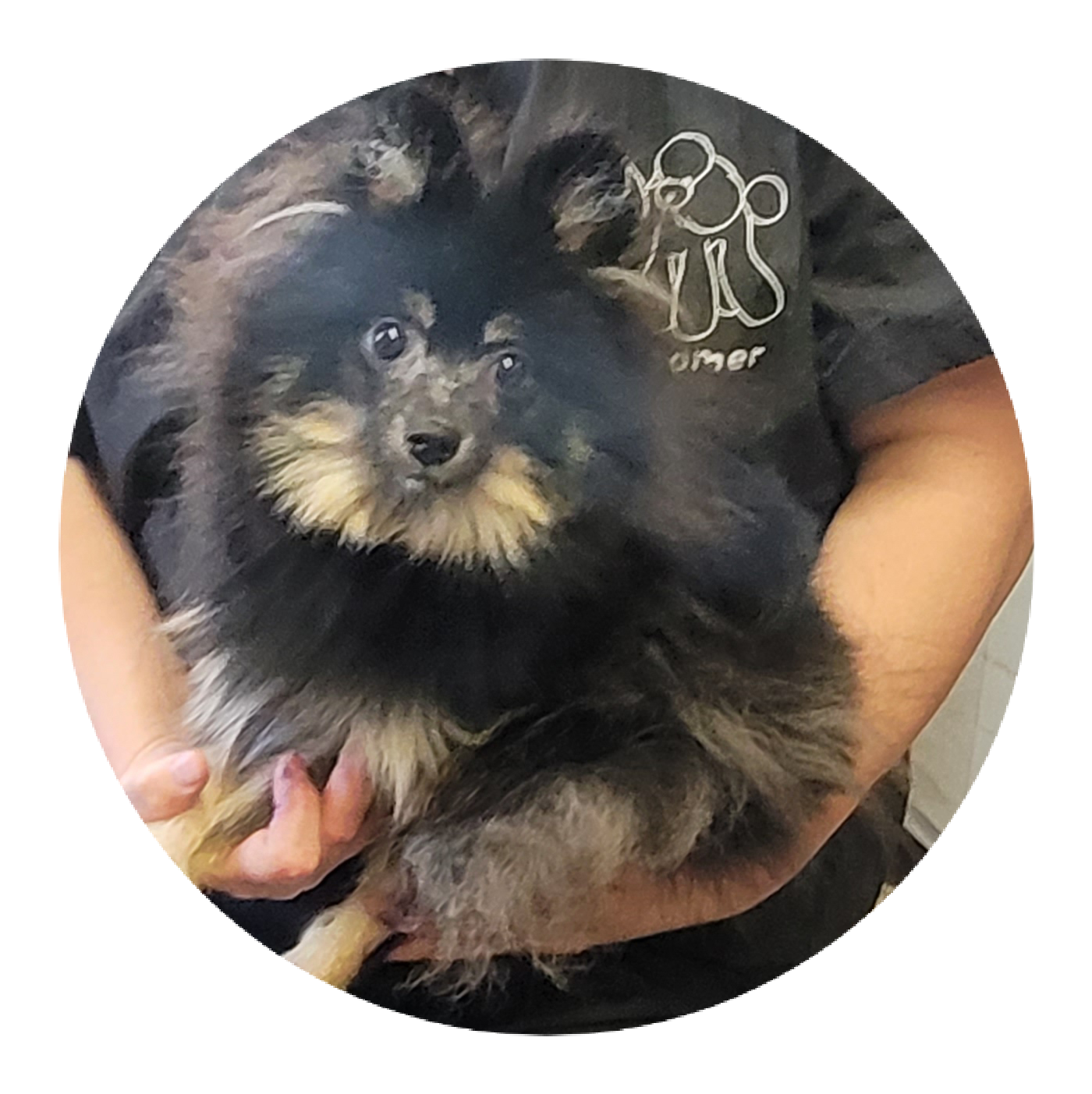 Cooper – Pomeranian puppy for sale in Brookville, PA