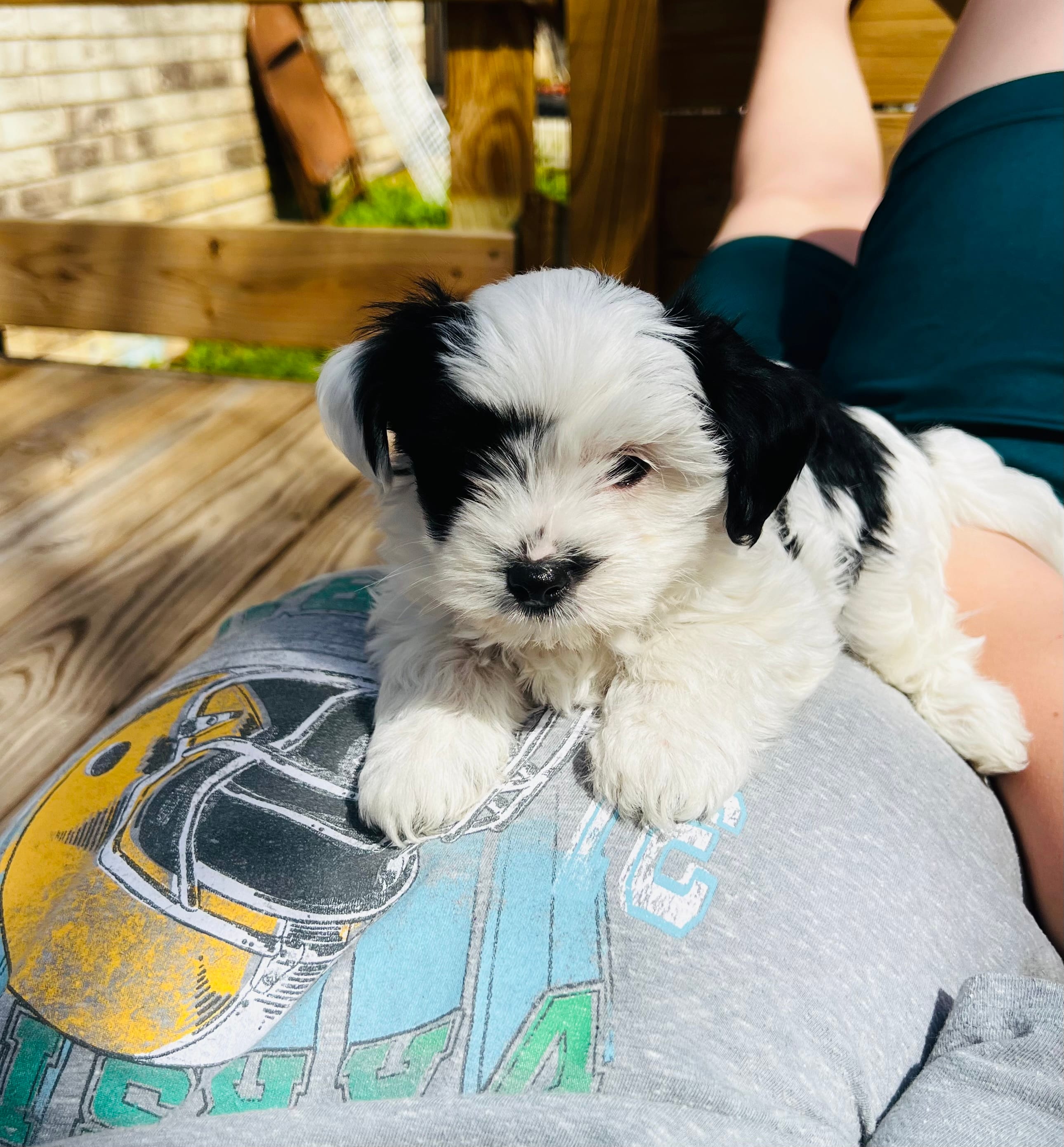 Finn – Shih Tzu, Yorkshire Terrier puppy for sale in Leslie, AR