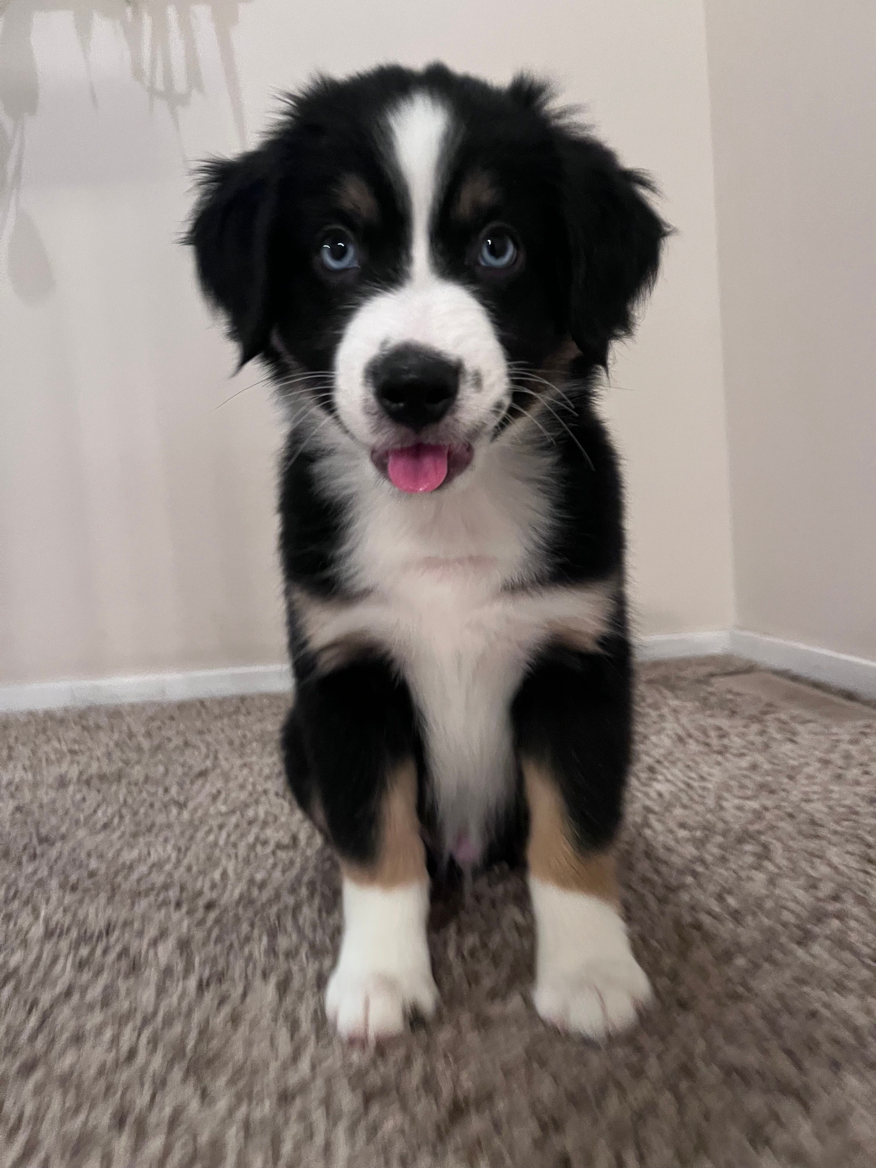 Rumor – Miniature Australian Shepherd puppy for sale in Kansas City, KS