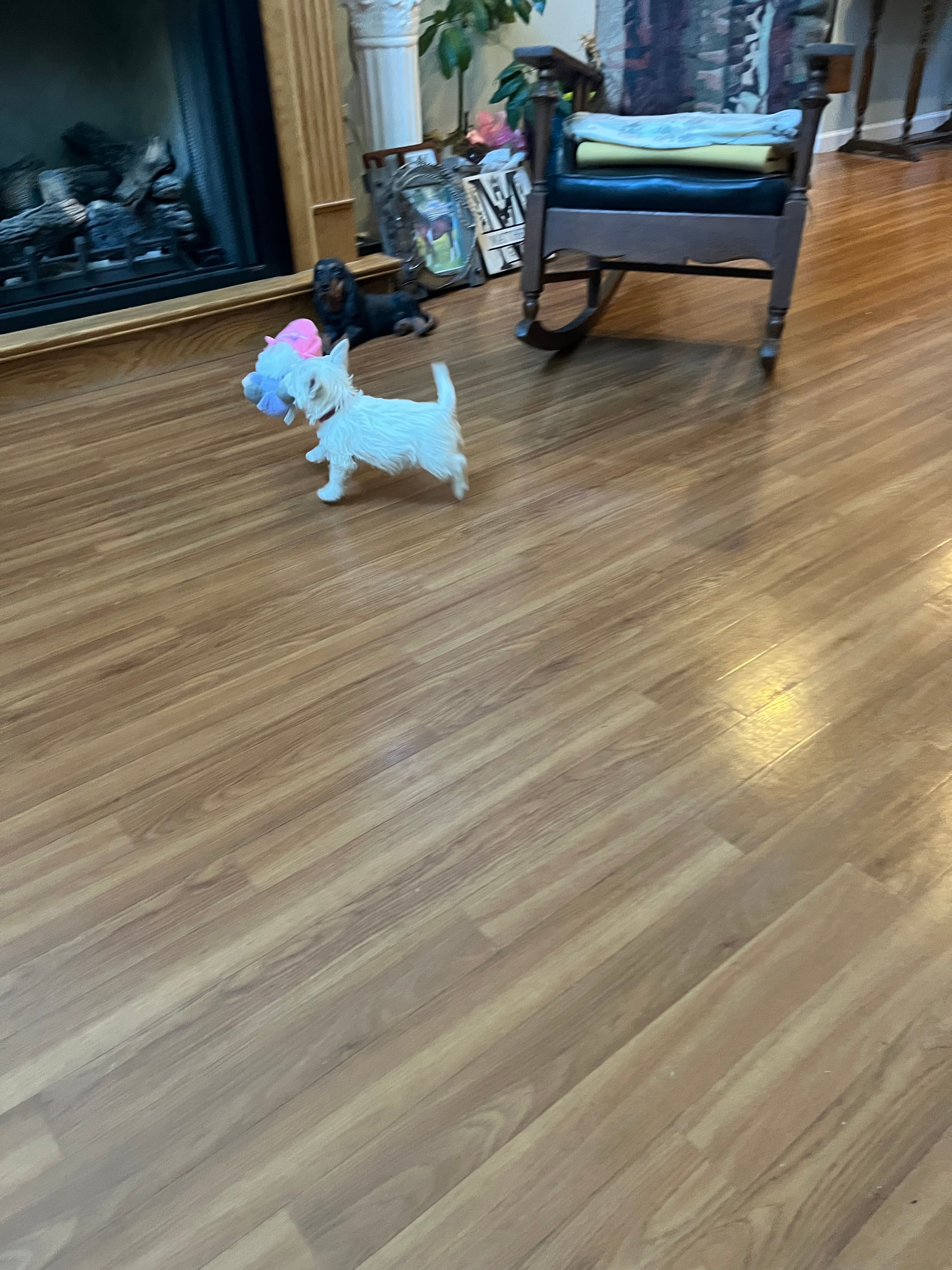 AKC Male 1 – West Highland White Terrier puppy for sale in Killen, AL