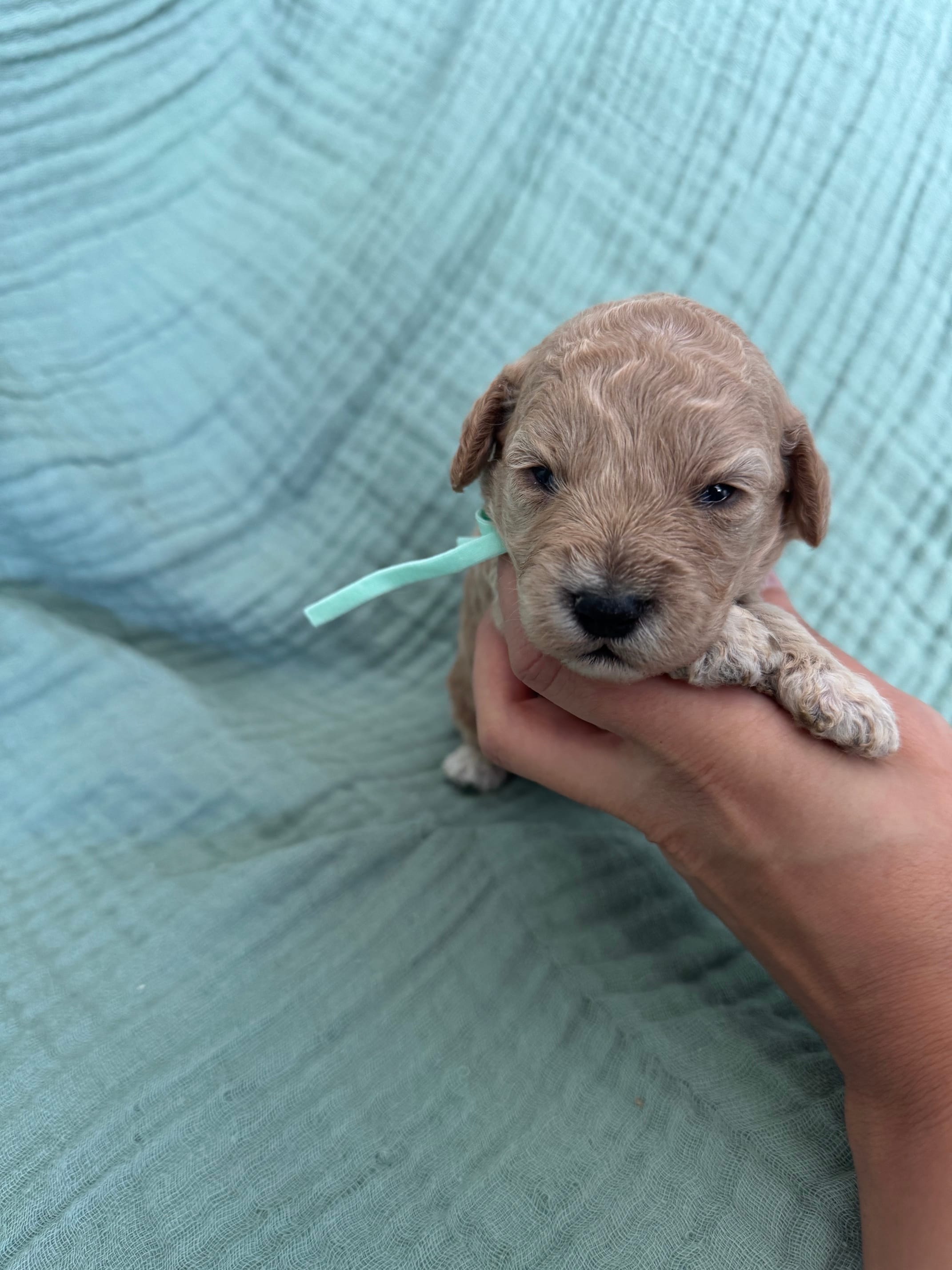 Mini Tilly Teal Girl  – Miniature Goldendoodle, Australian Labradoodle puppy for sale in Redlands, CA