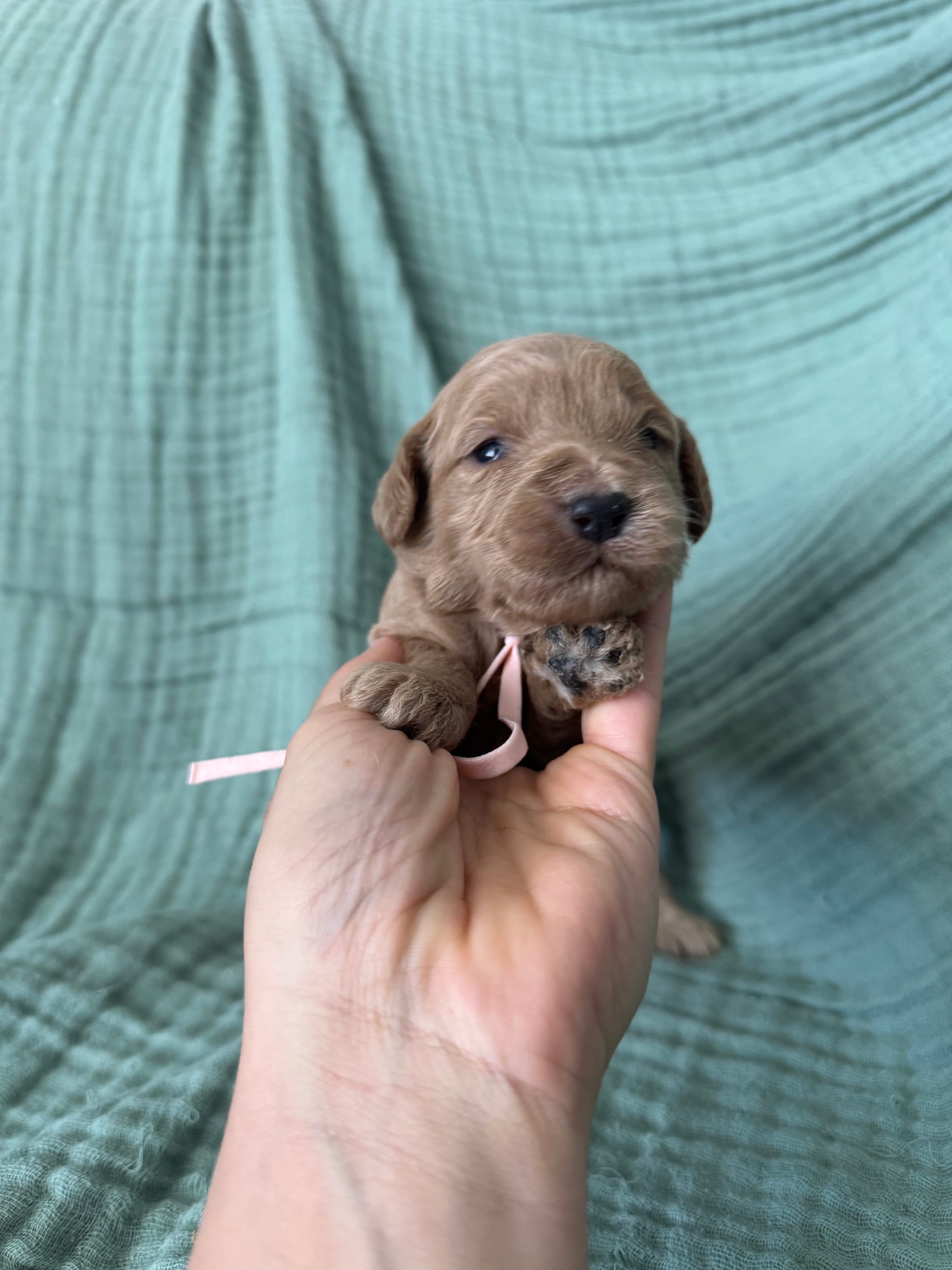 Mini Lucy Light Pink Girl – Miniature Goldendoodle, Australian Labradoodle puppy for sale in Redlands, CA