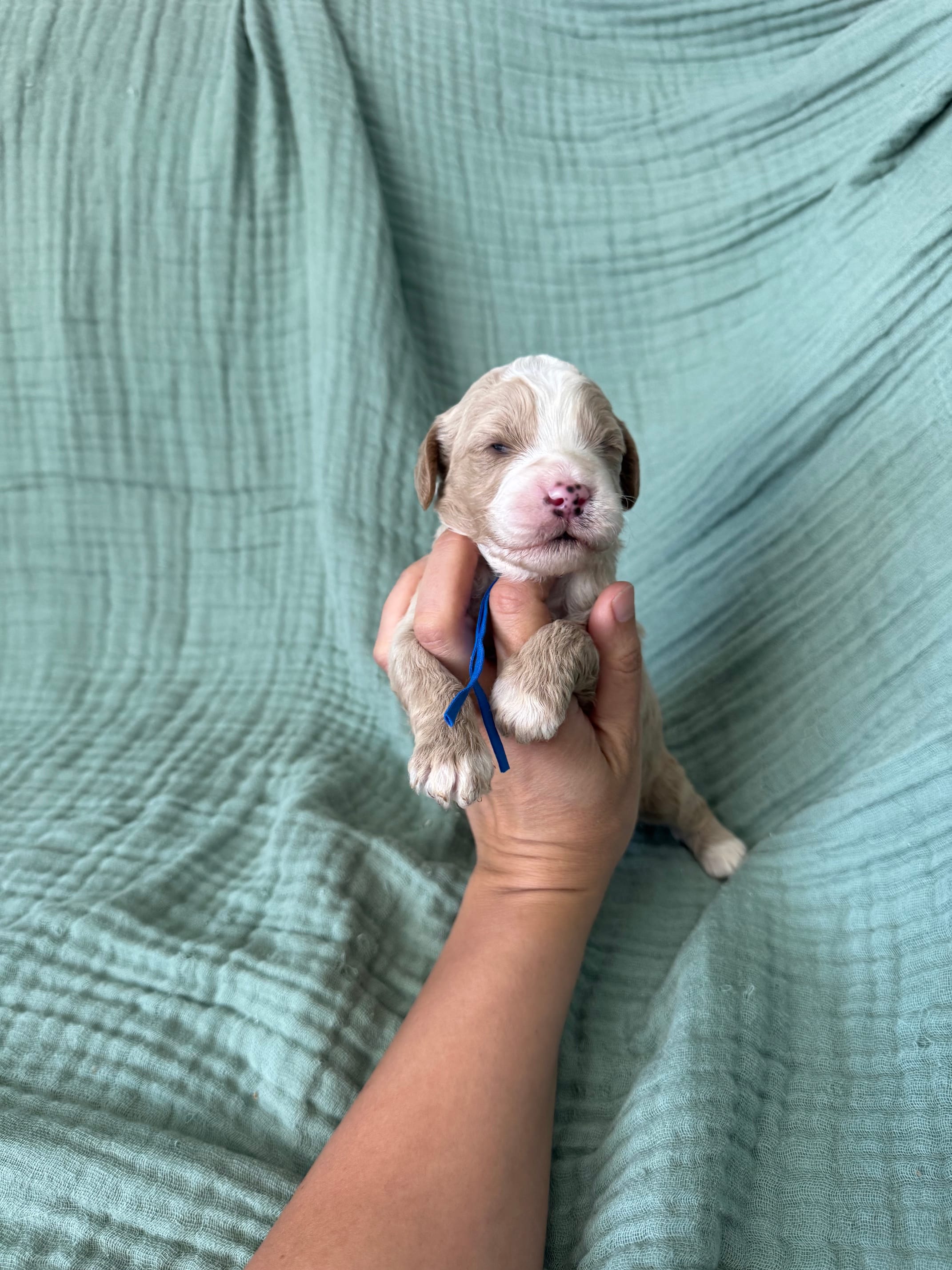 Mini Alpha Blue Boy – Miniature Goldendoodle, Australian Labradoodle puppy for sale in Redlands, CA