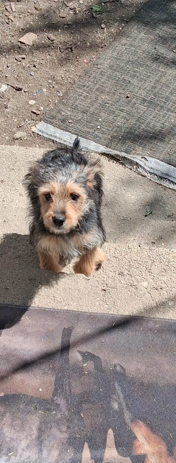 Brutus  – Yorkipoo, Miniature Australian Shepherd puppy for sale in Morenci, MI