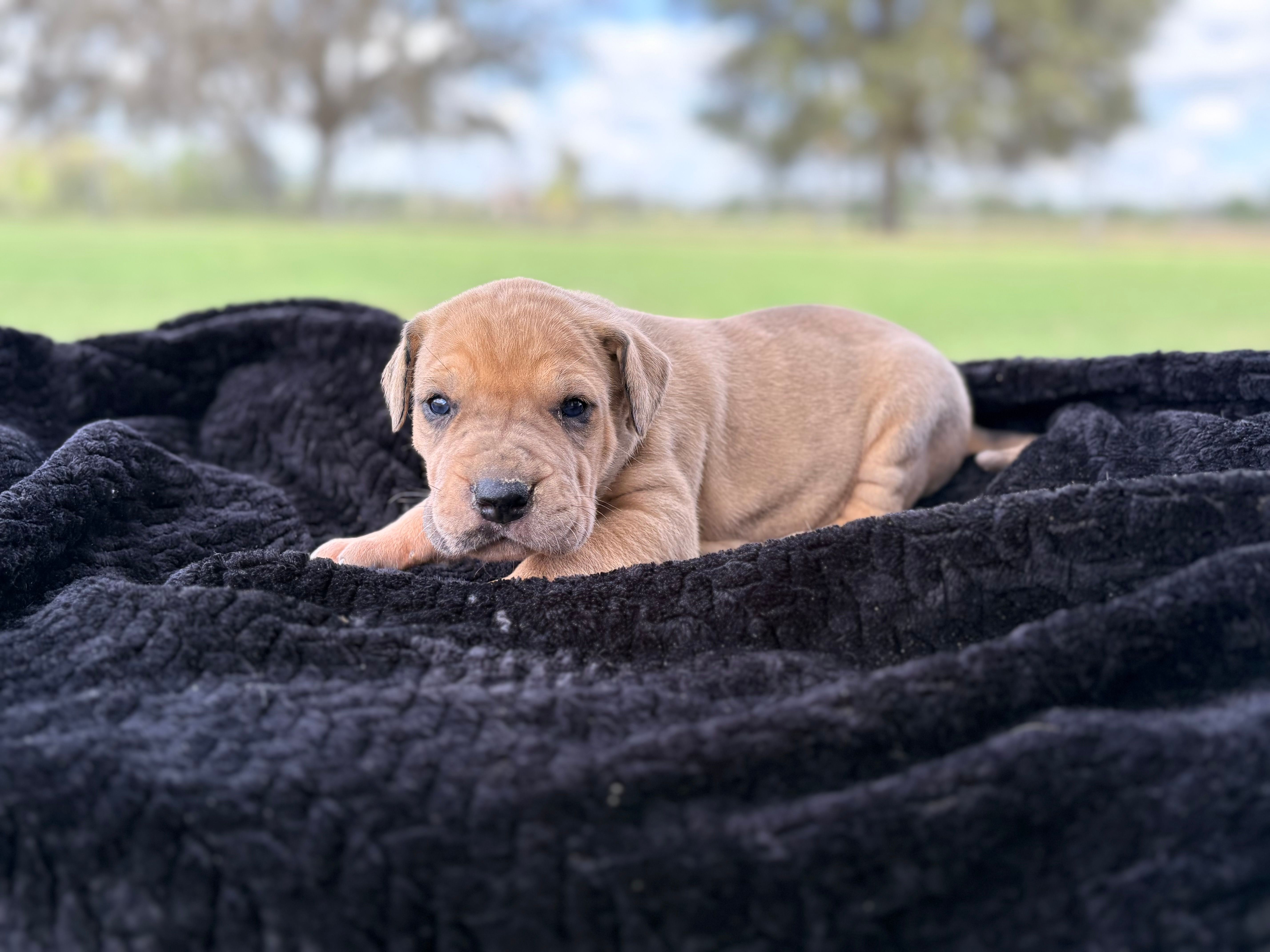 Female 1 – Great Dane puppy for sale in Jackson, SC